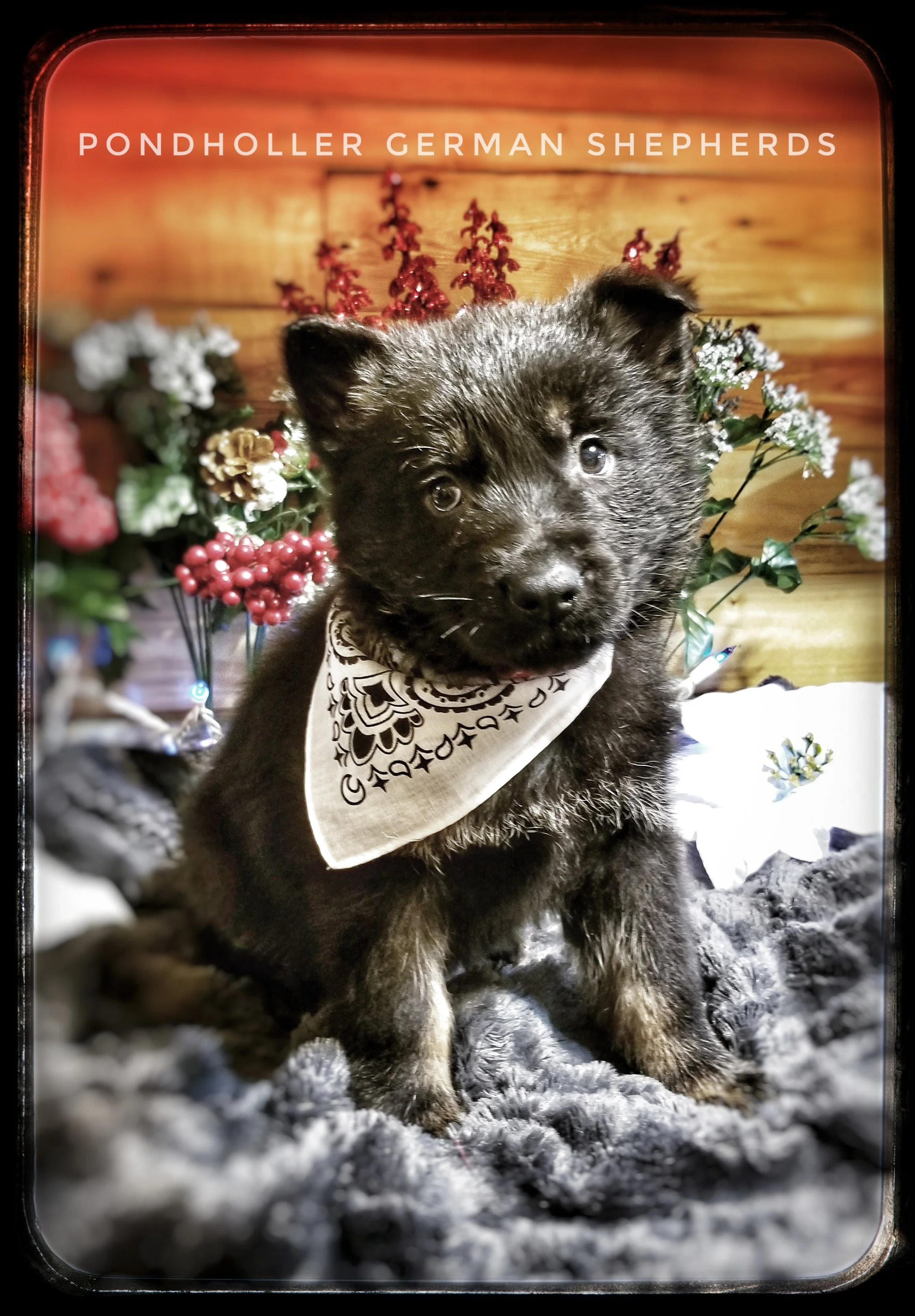 male - bicolor  Price with lmt AKC $1500  Price opting out of AKC $1200