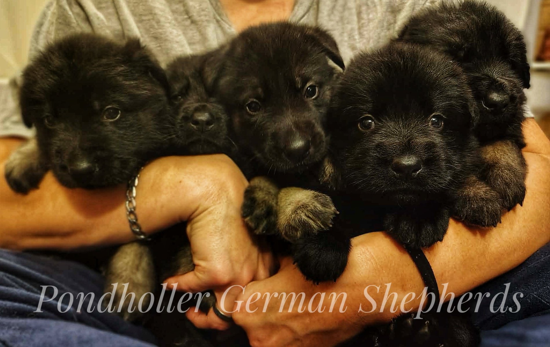 Four black German Shepherd puppies are being held in a person's arms, with one paw resting on their hand. The puppies are looking at the camera and have fluffy fur.