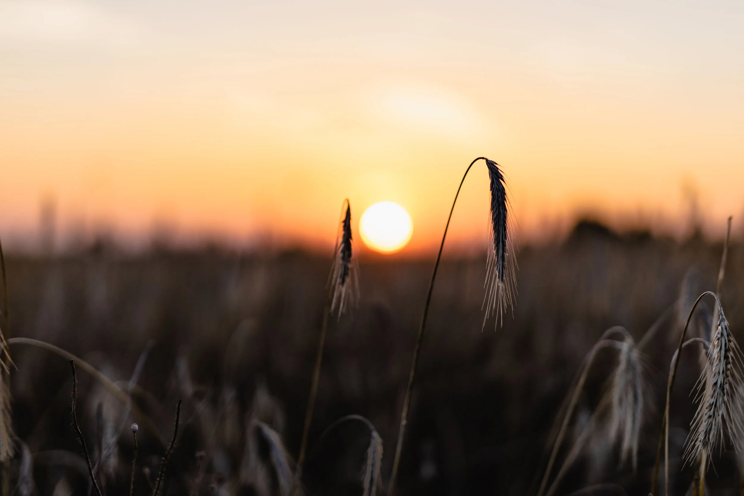 Words As Provision (Proverbs 18:20)