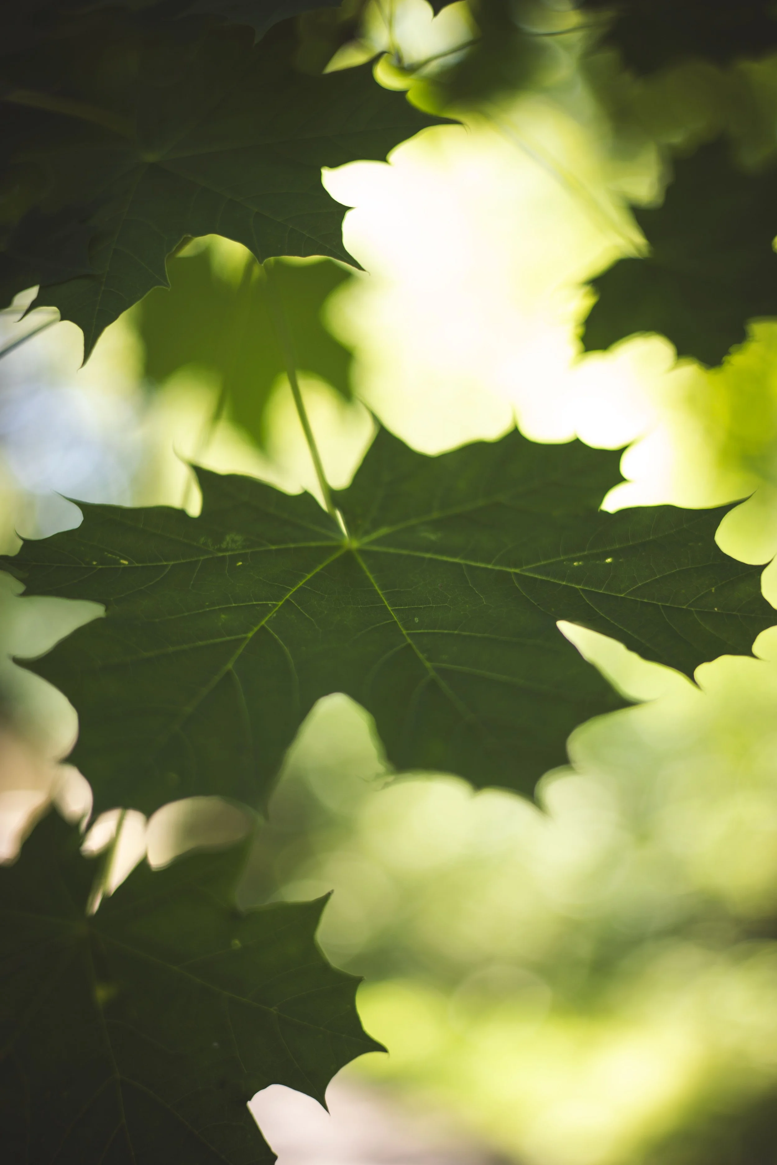 The Difference Between Falling and Flourishing (Proverbs 11:28)