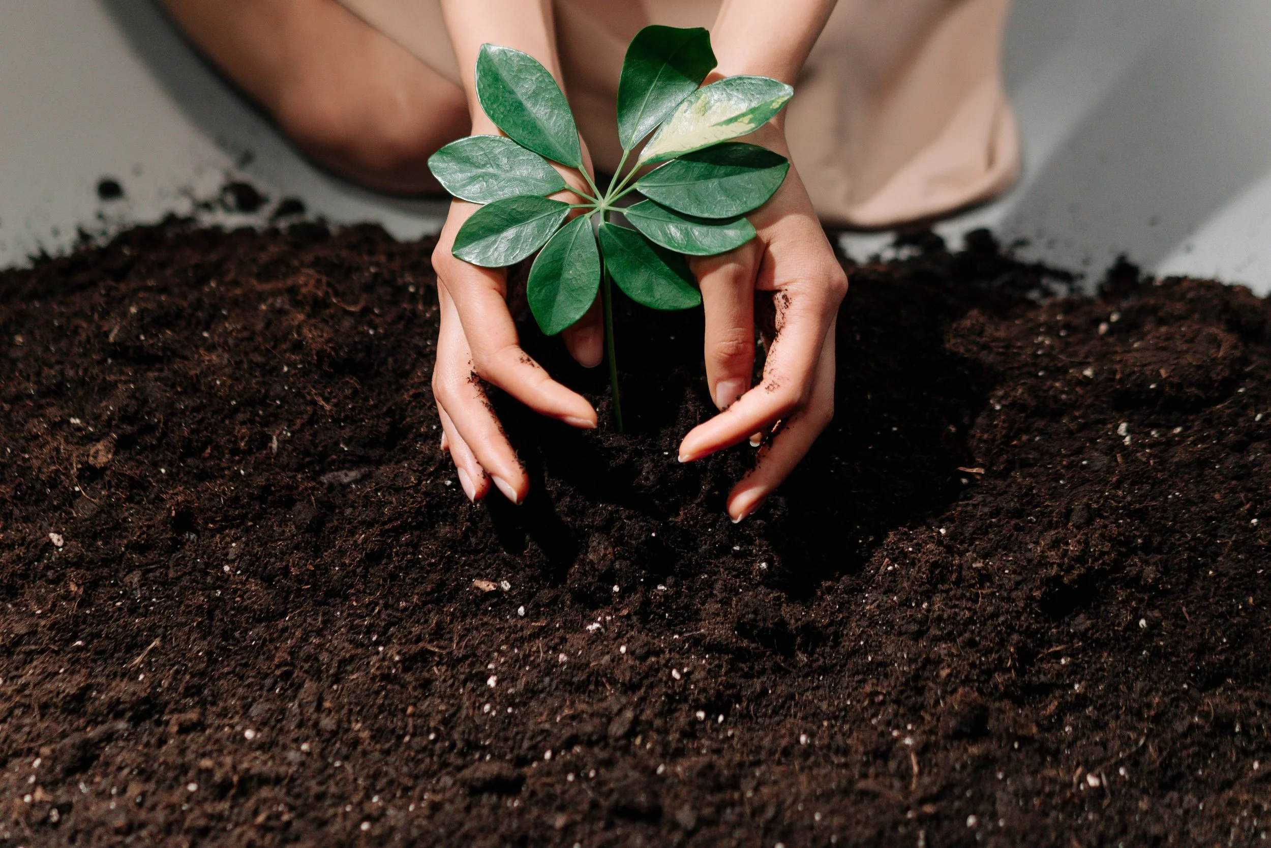 From Toil to Table (Proverbs 12:11)