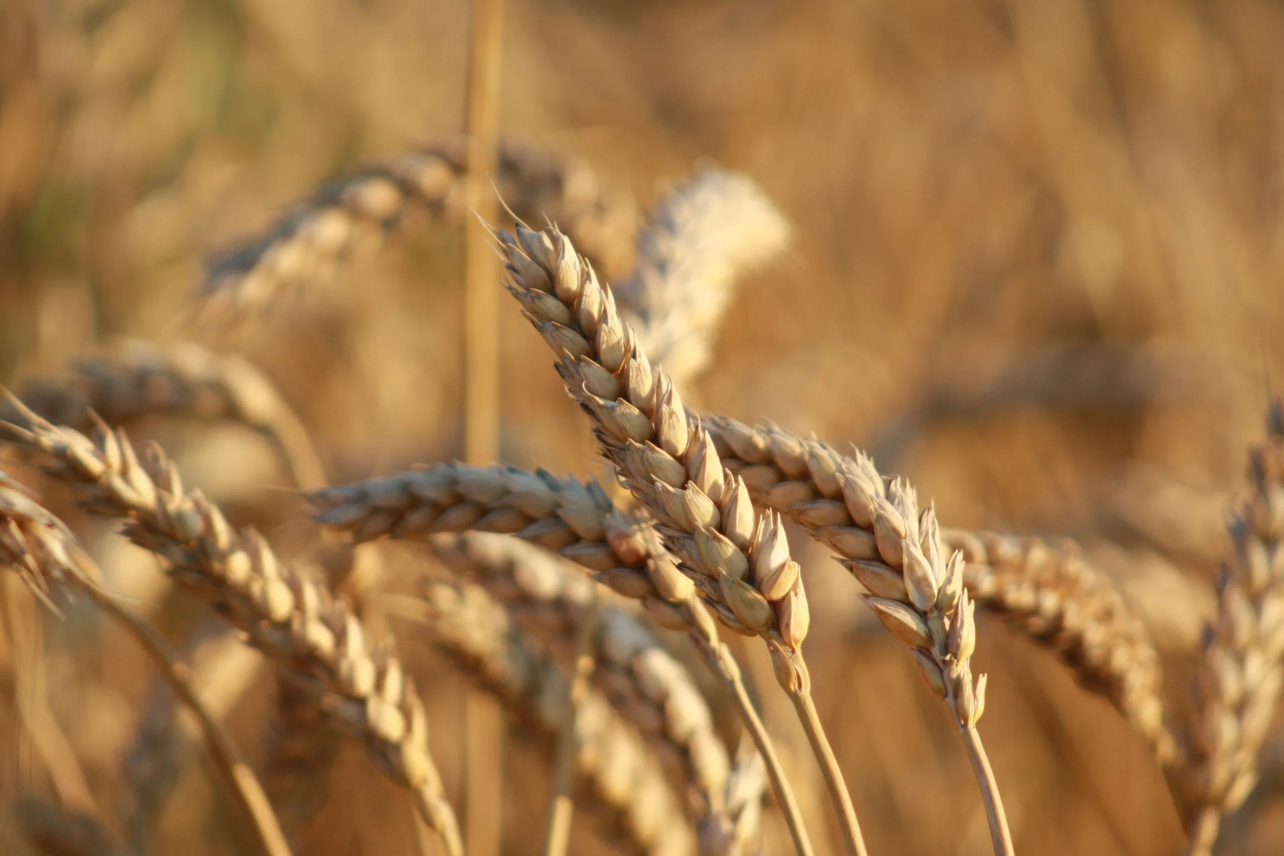 Plenty of Bread or Plenty of Poverty (Proverbs 28:19)