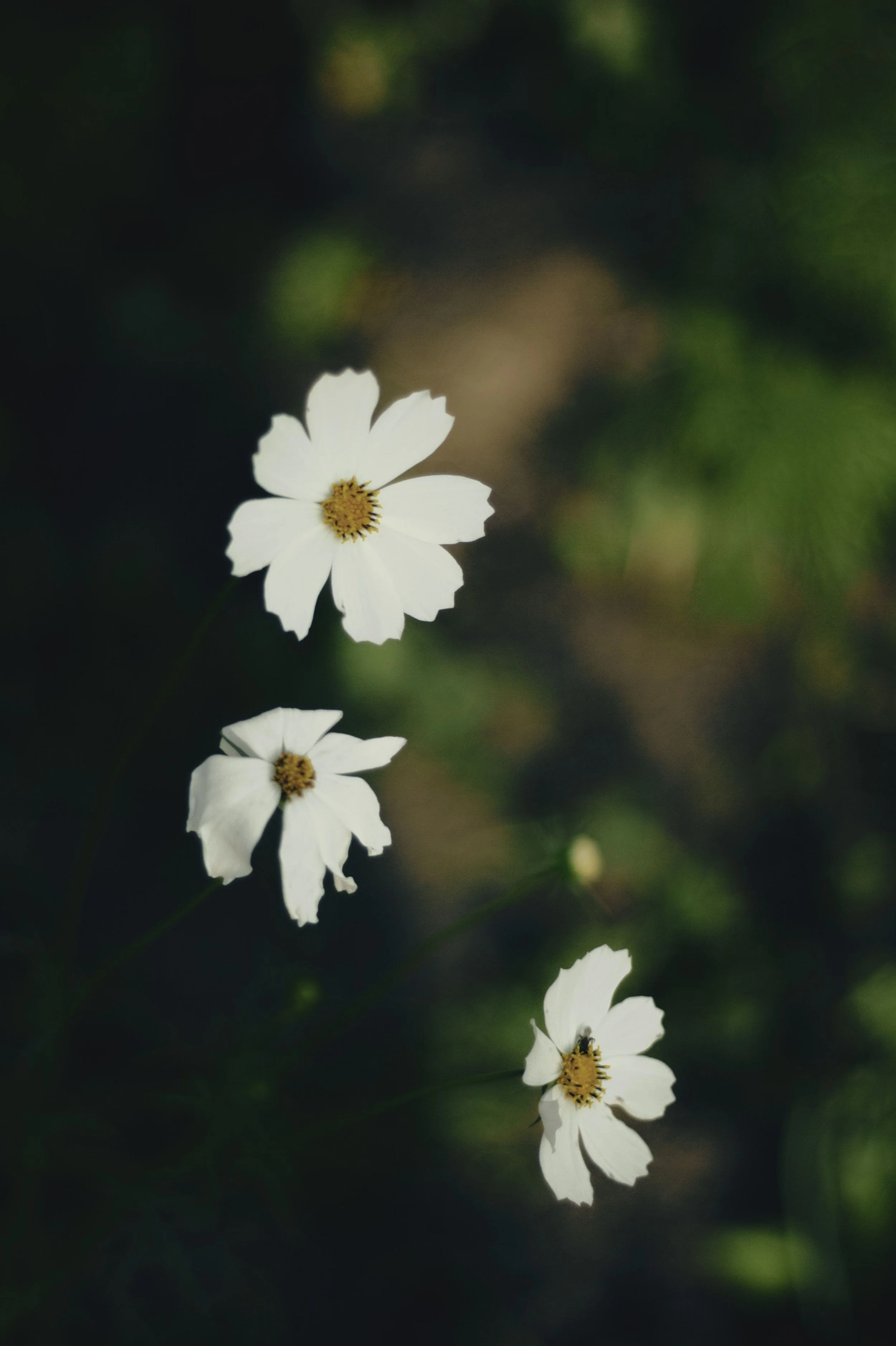 The Beauty of Wisdom (Proverbs 2:10)