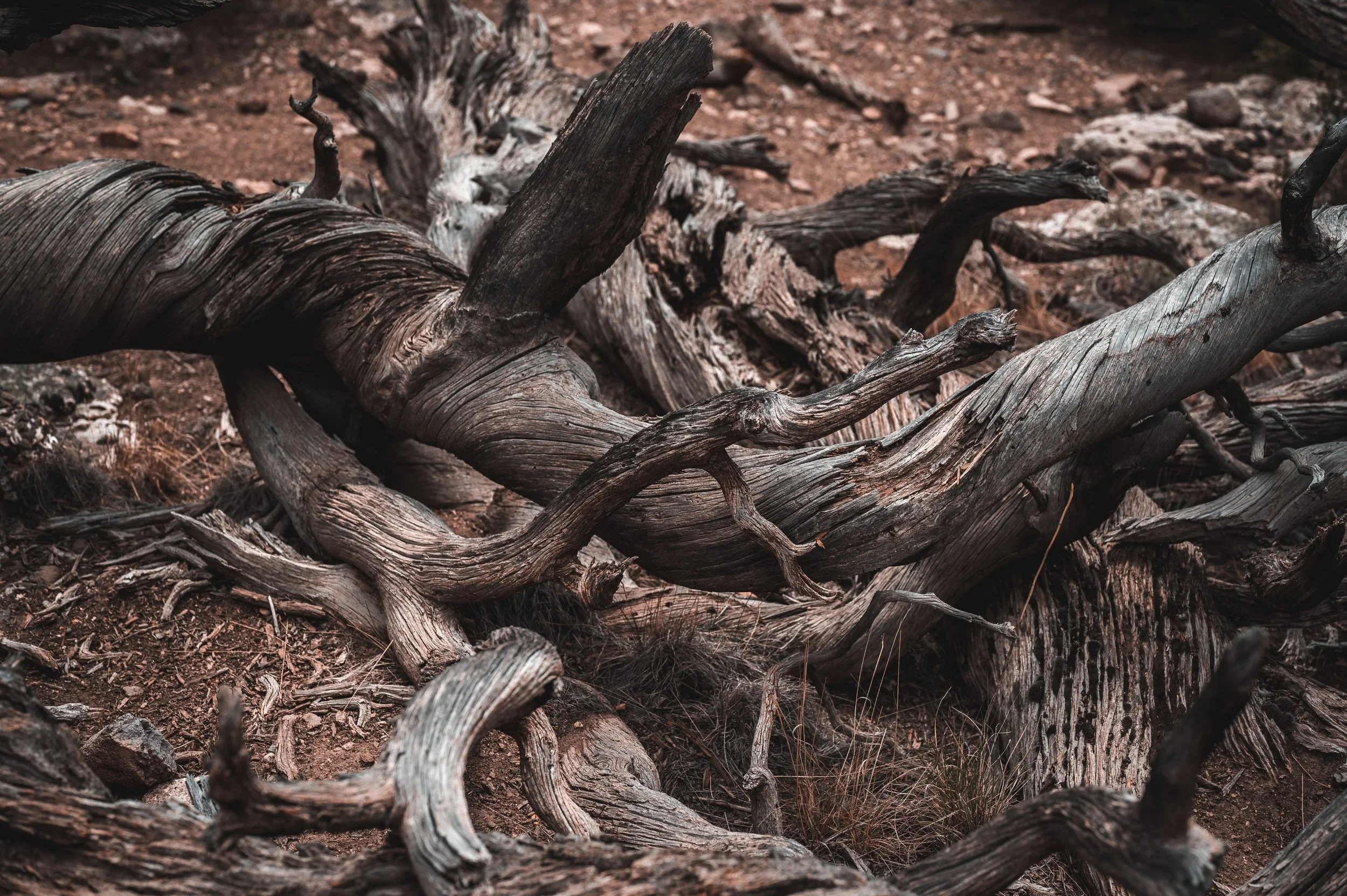 Crooked Heart, Twisted Tongue (Proverbs 17:20)