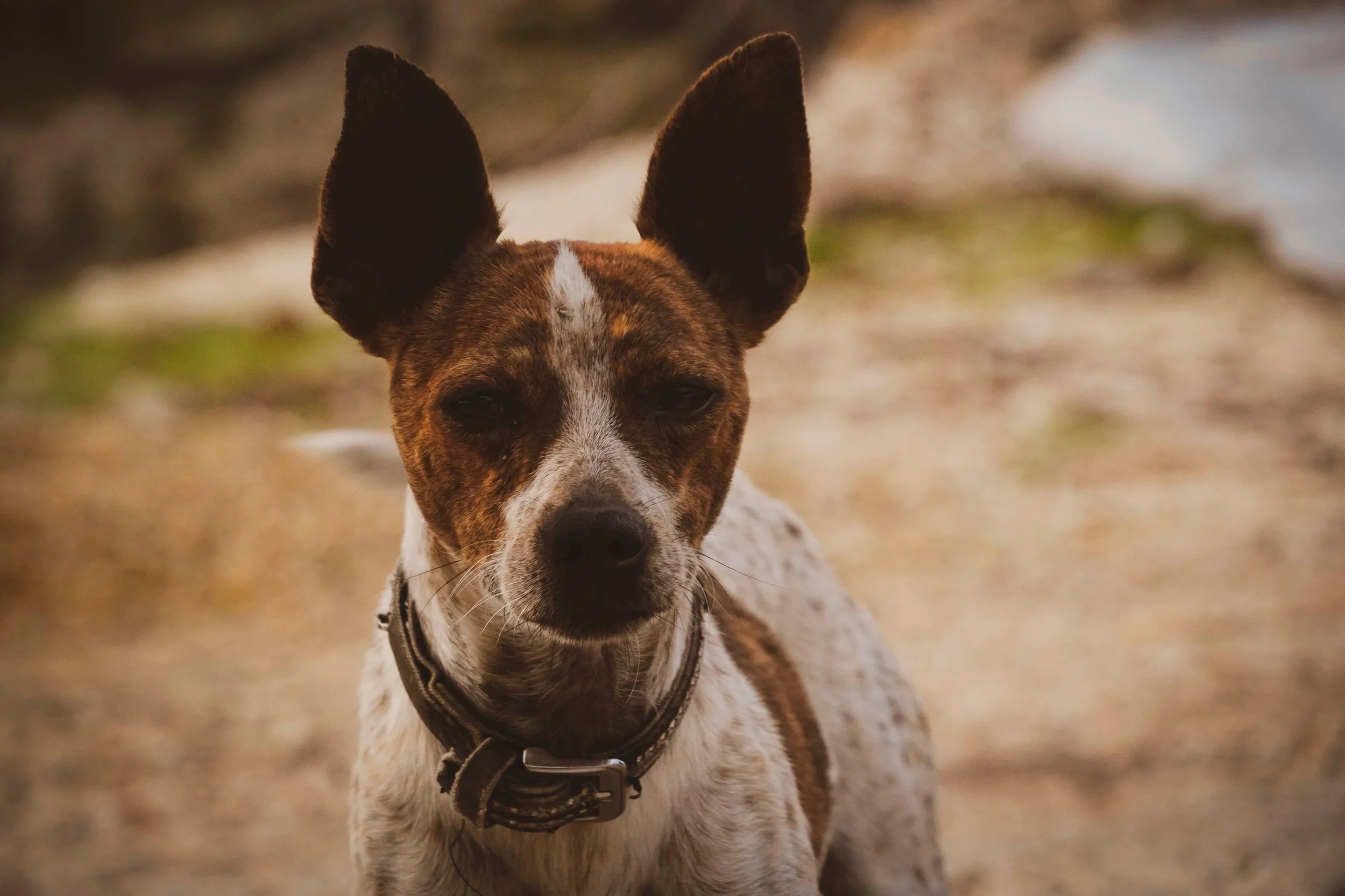 Don’t Grab the Dog’s Ears (Proverbs 26:17)