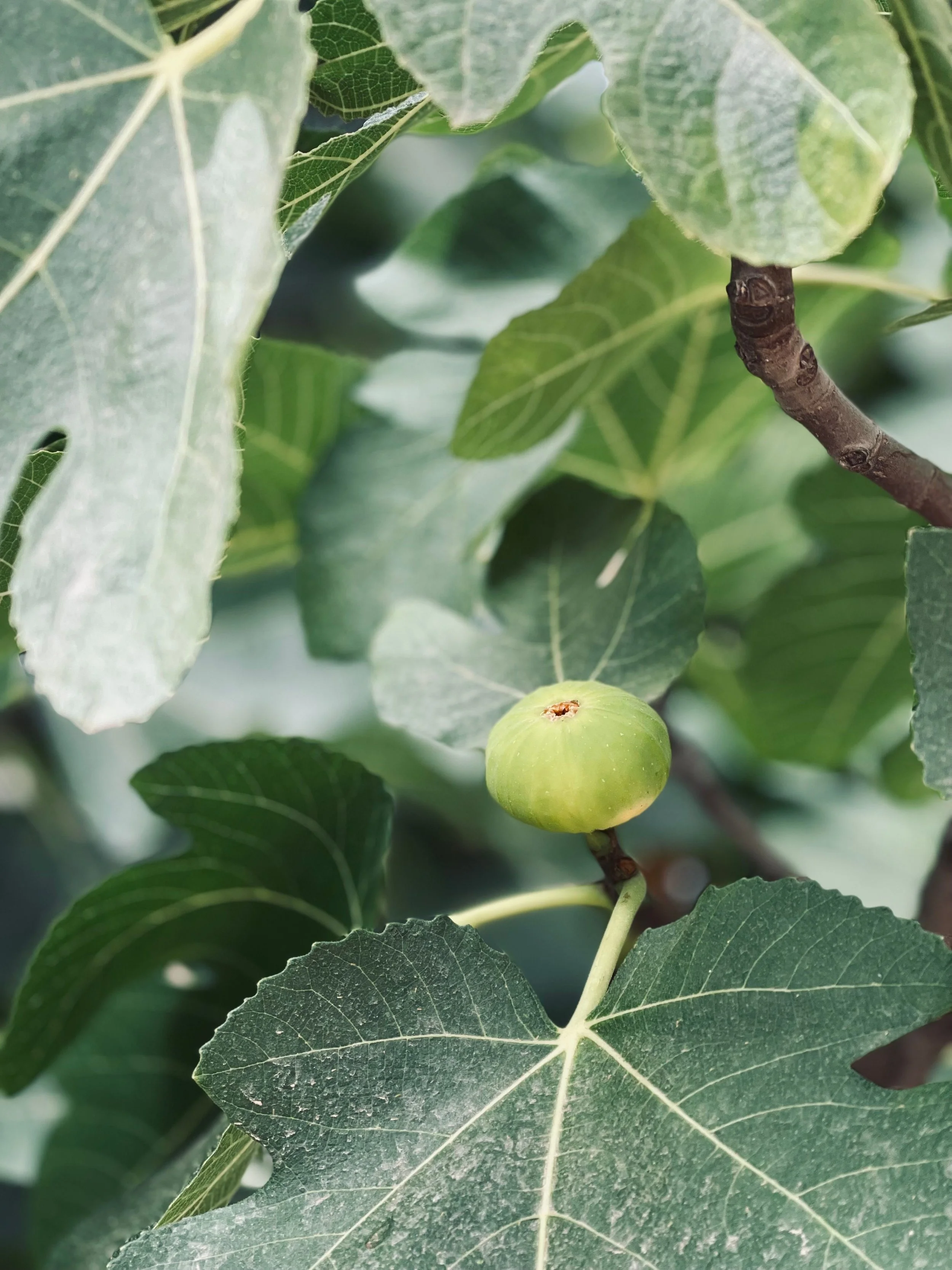 Why Waiting Isn’t Wasting (Proverbs 27:18)