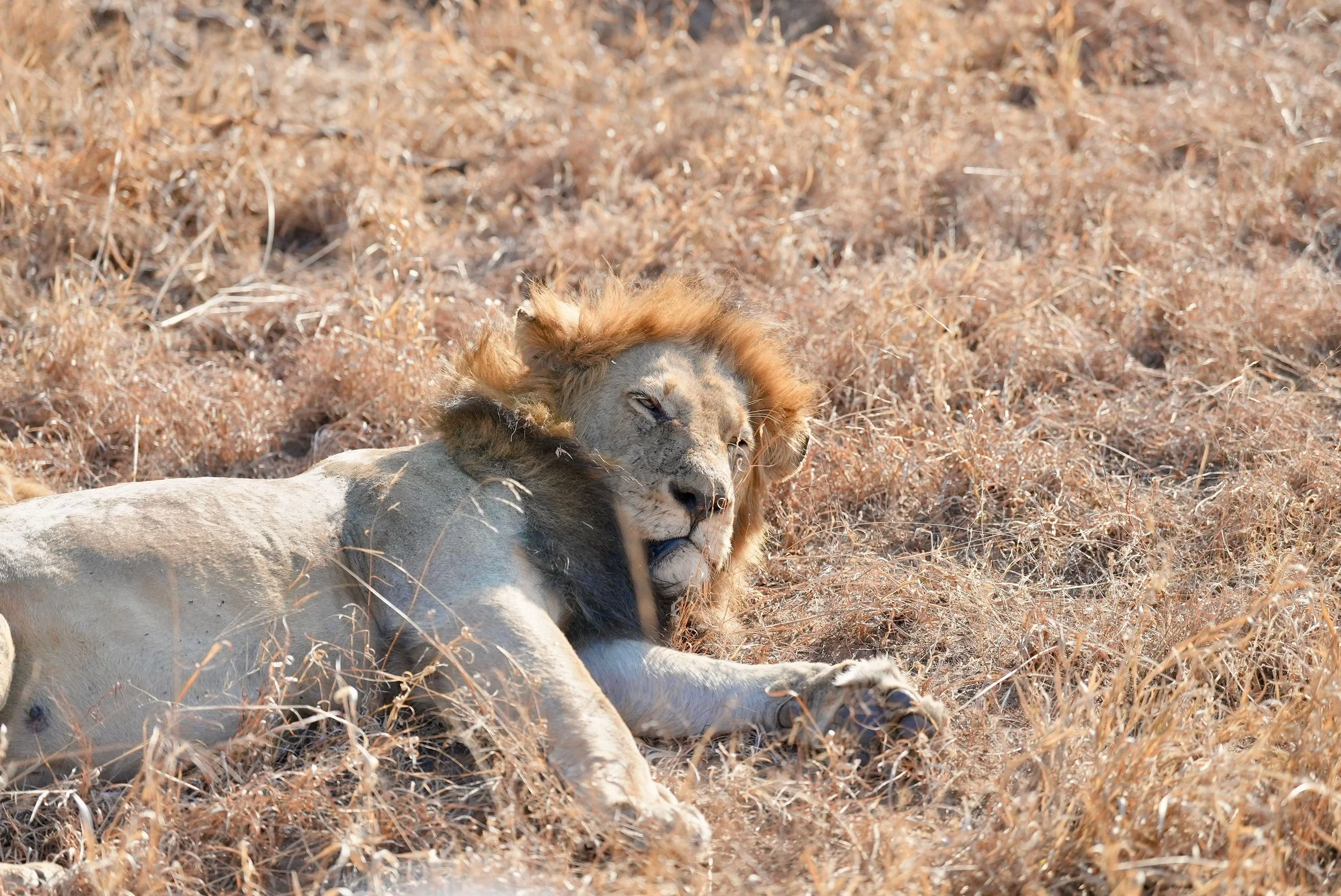 Why We Invent Lions (Proverbs 22:13 / 26:13)