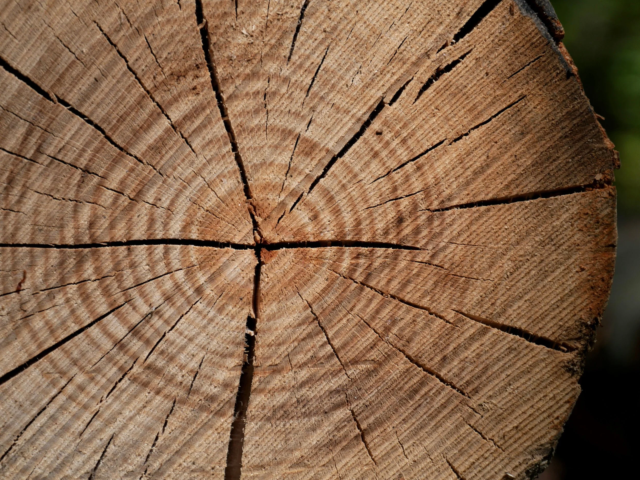Time and Wisdom: God’s Slow Work in You (Proverbs 10:31–32)
