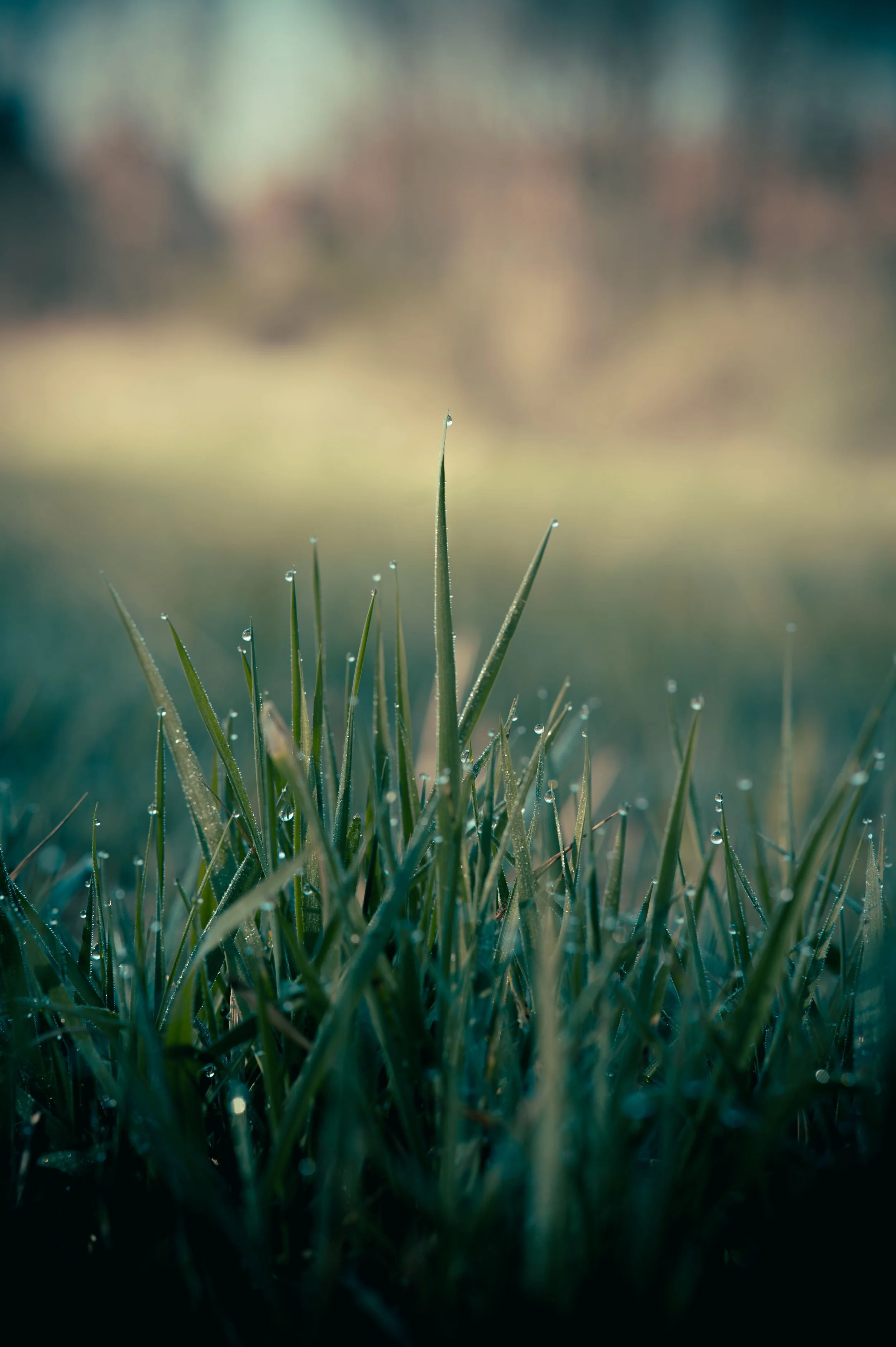 When the Lion Roars and the Dew Falls (Proverbs 19:12)