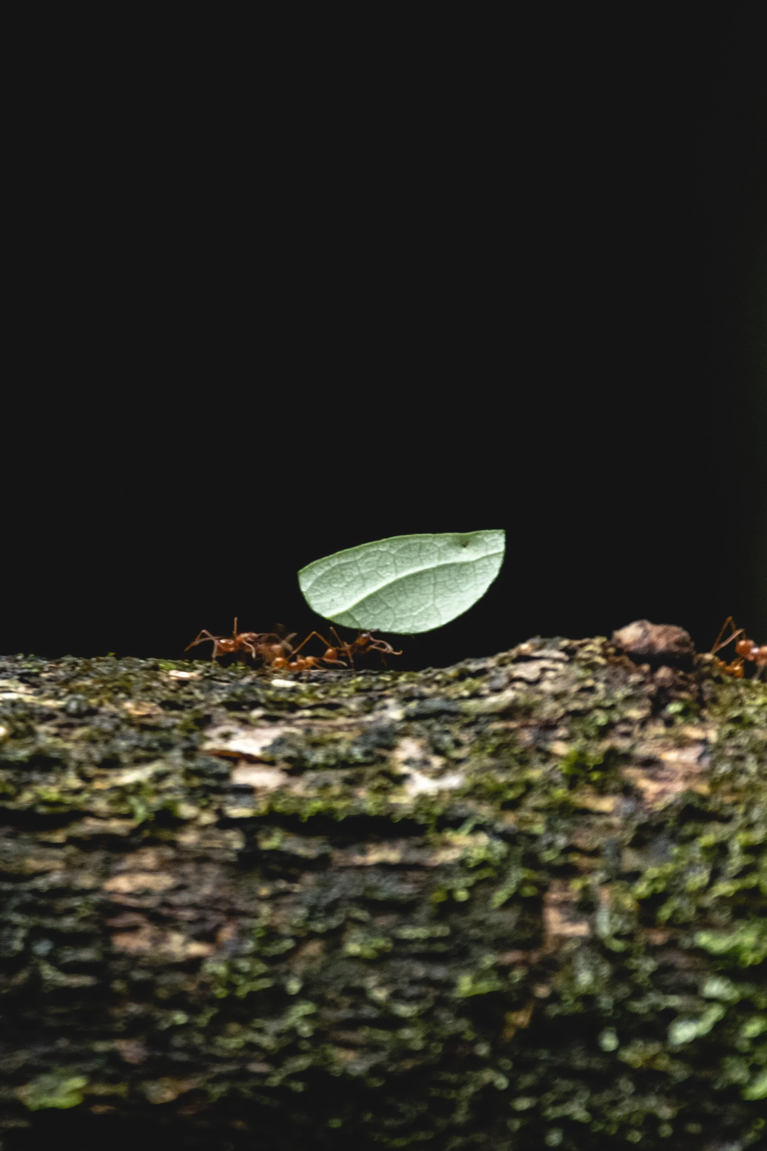 Be Small in the Right Ways (Proverbs 30:24–28)