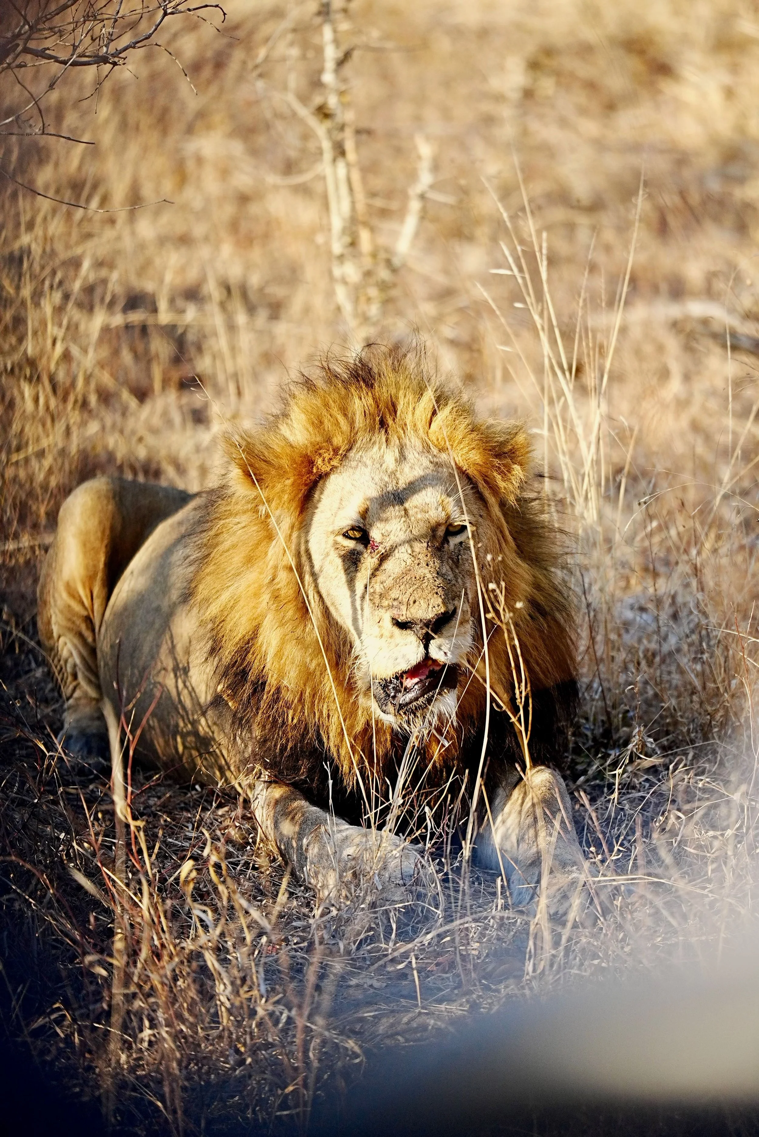 The Lion and the Lamb: Holy Fear and Gentle Mercy (Proverbs 20:2)