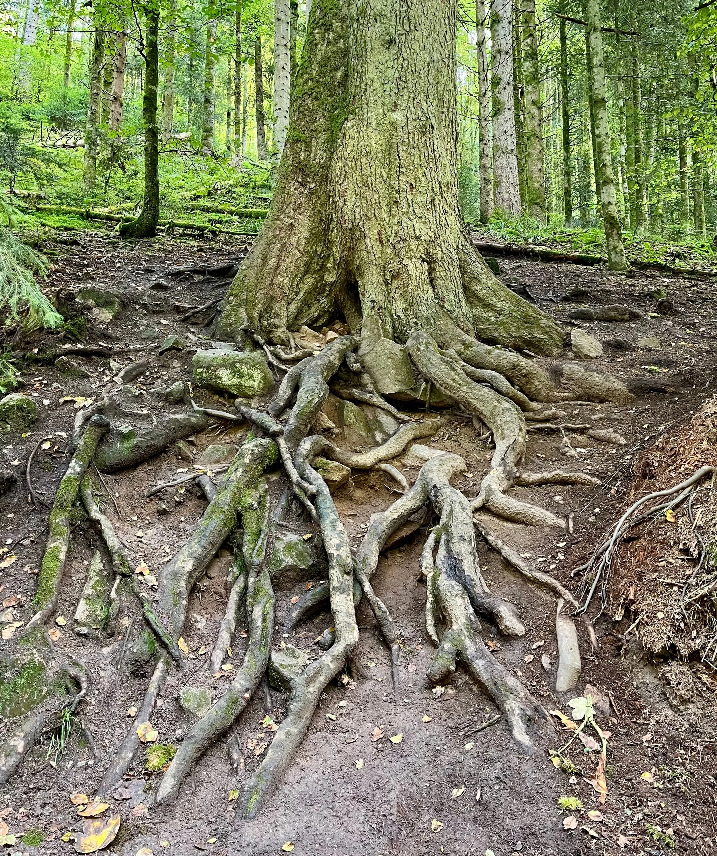 Unshakeable Strength Starts at the Root (Proverbs 12:3)