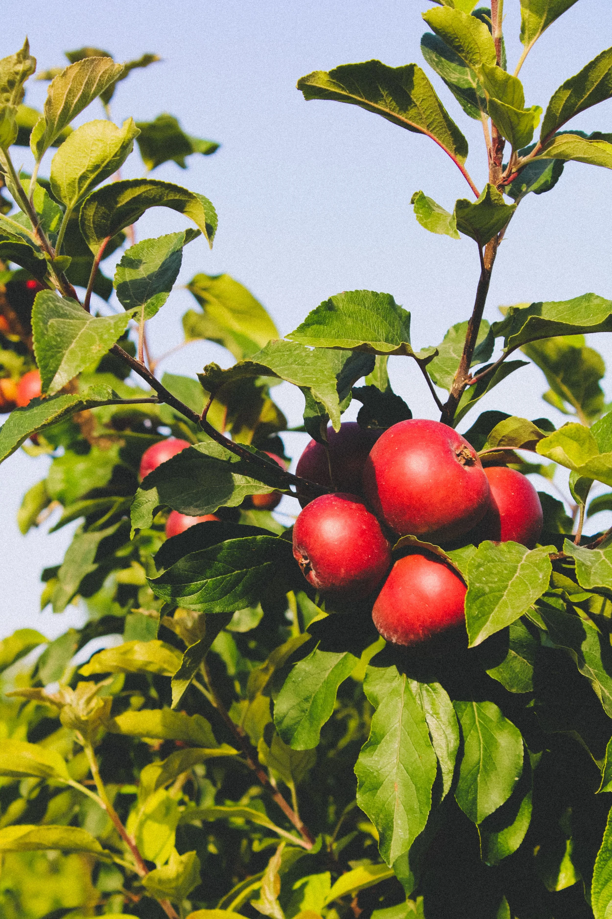 Words That Feed and Endure (Proverbs 10:20–21)
