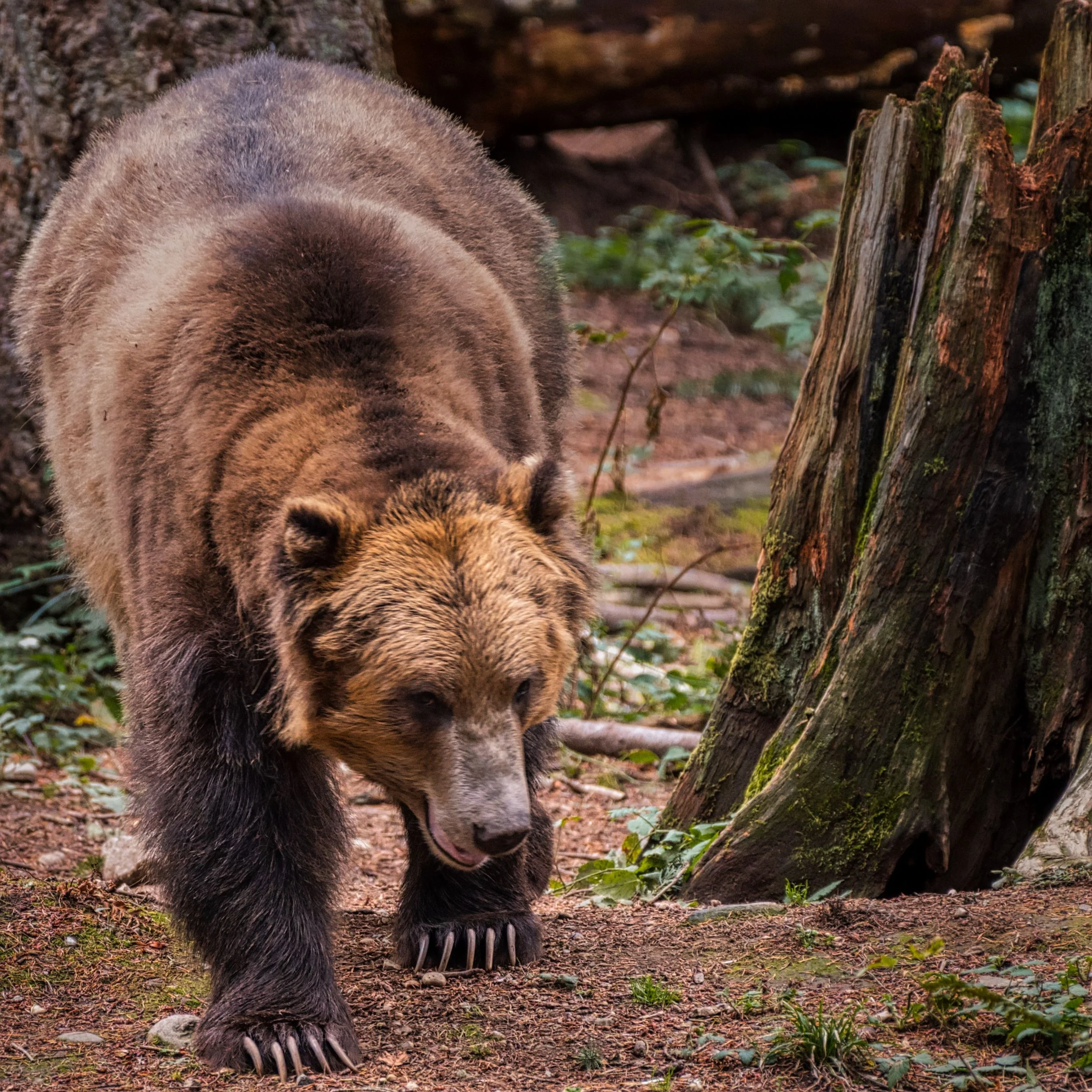 More Dangerous Than a Wild Bear (Proverbs 17:12)