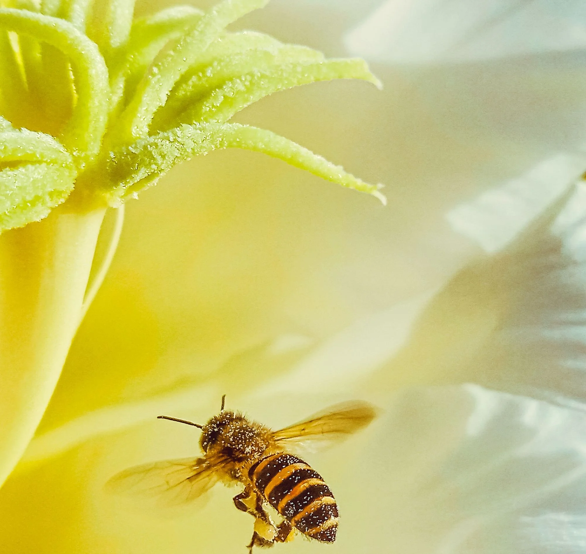 Not Every Sweet Voice Is Safe (Proverbs 5:3–4; 22:14)