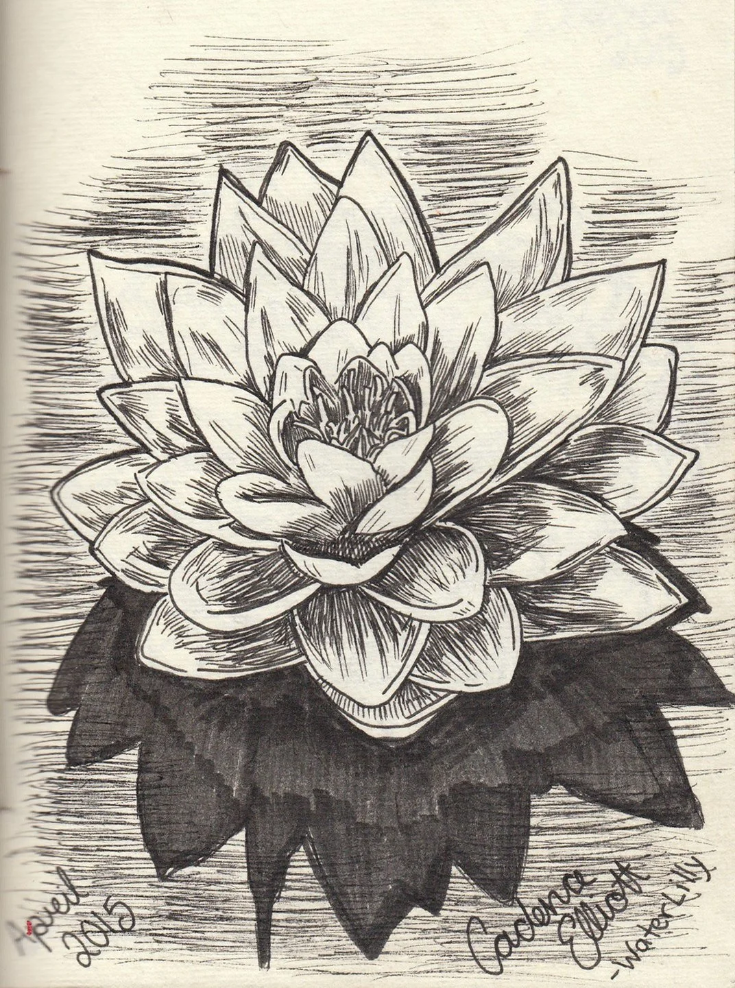 waterlilly.jpg