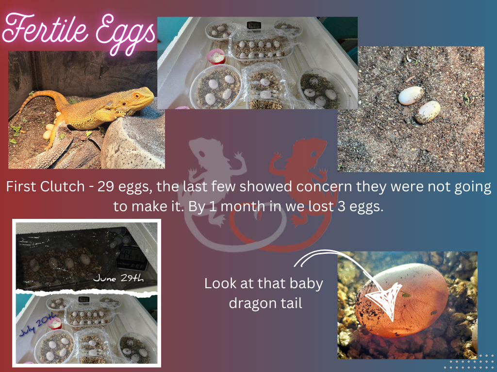 Gravid/Egg Laying