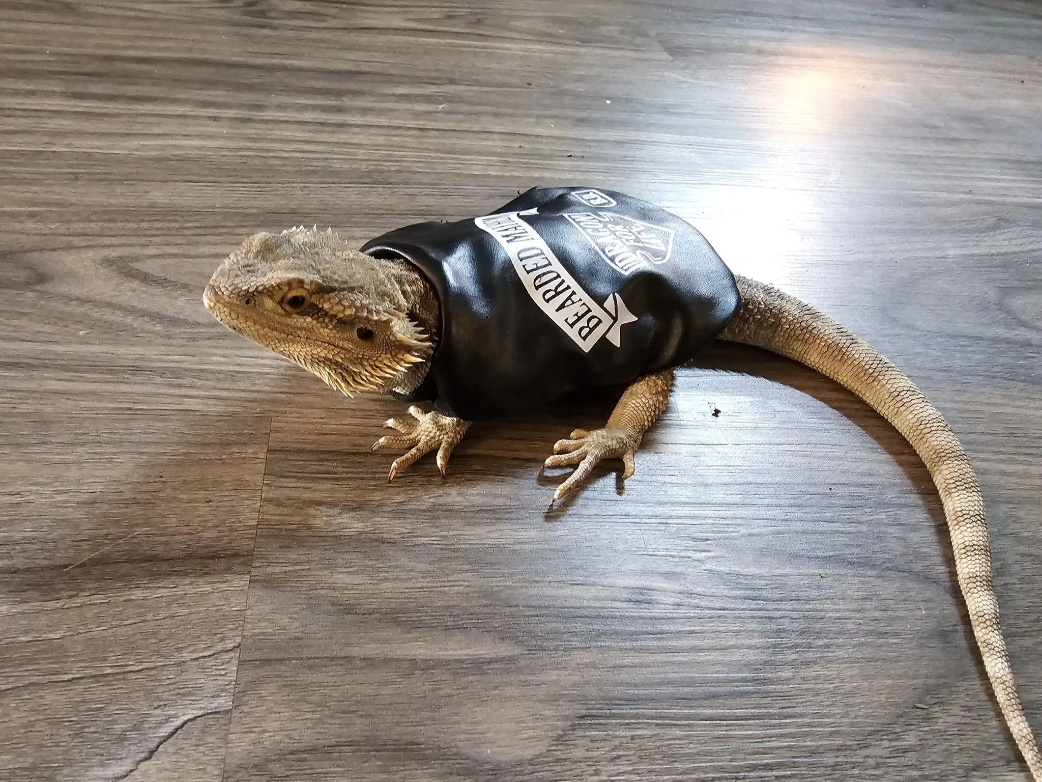 mc dragon.jpg