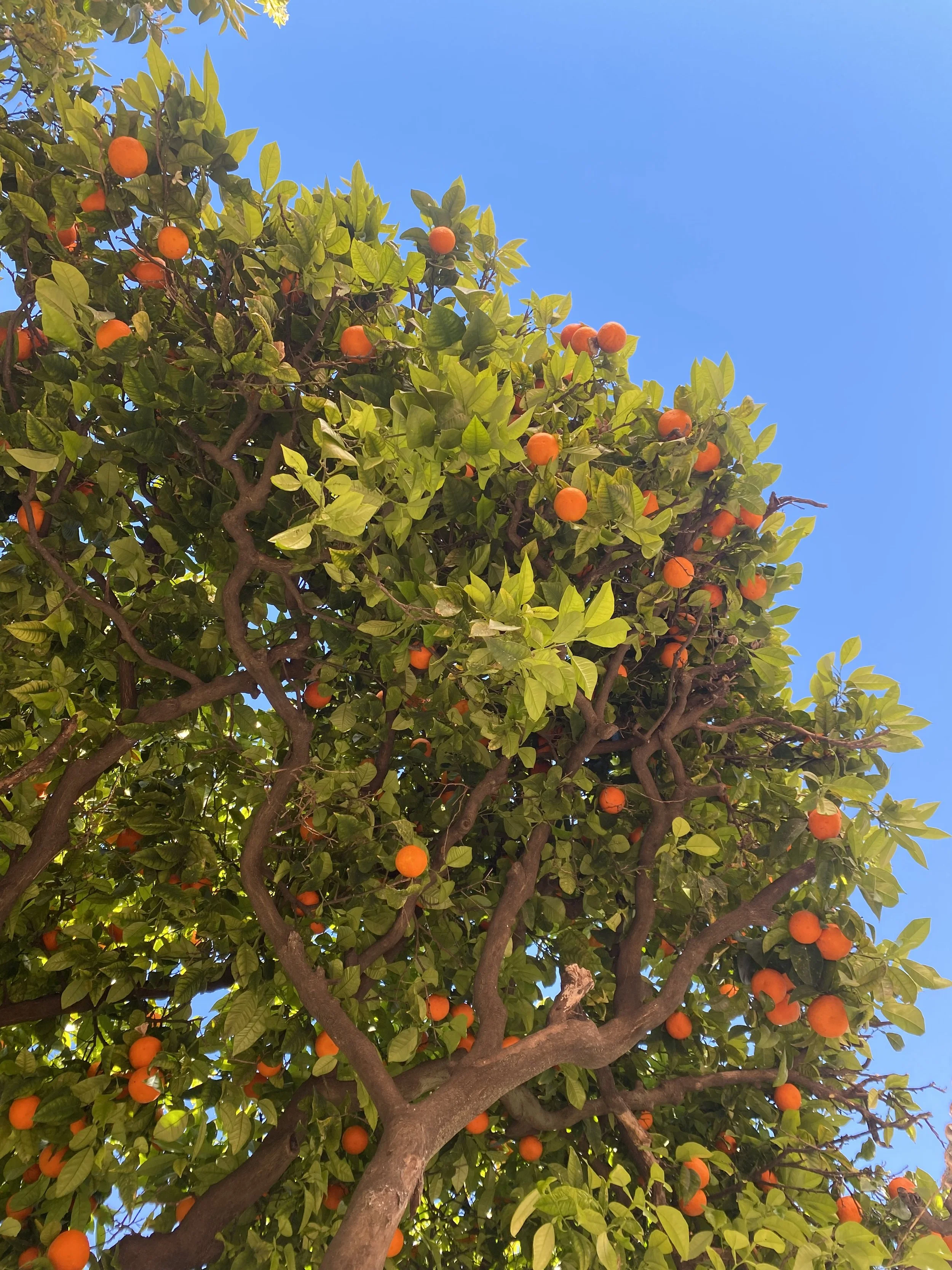 Orange tree.jpeg