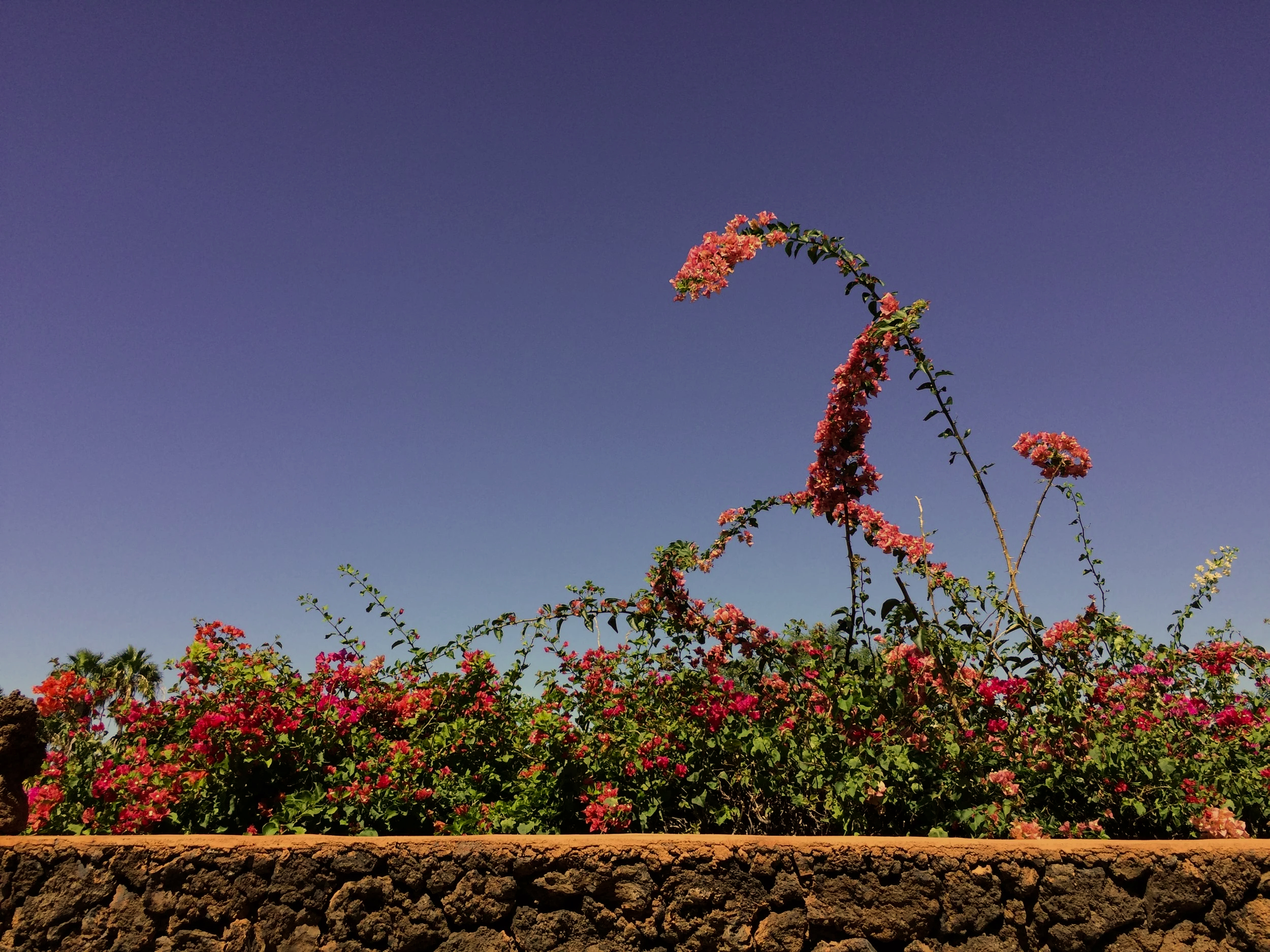 Bougainvillea flowers blooming behind a stone wall with a clear blue sky in the background.
