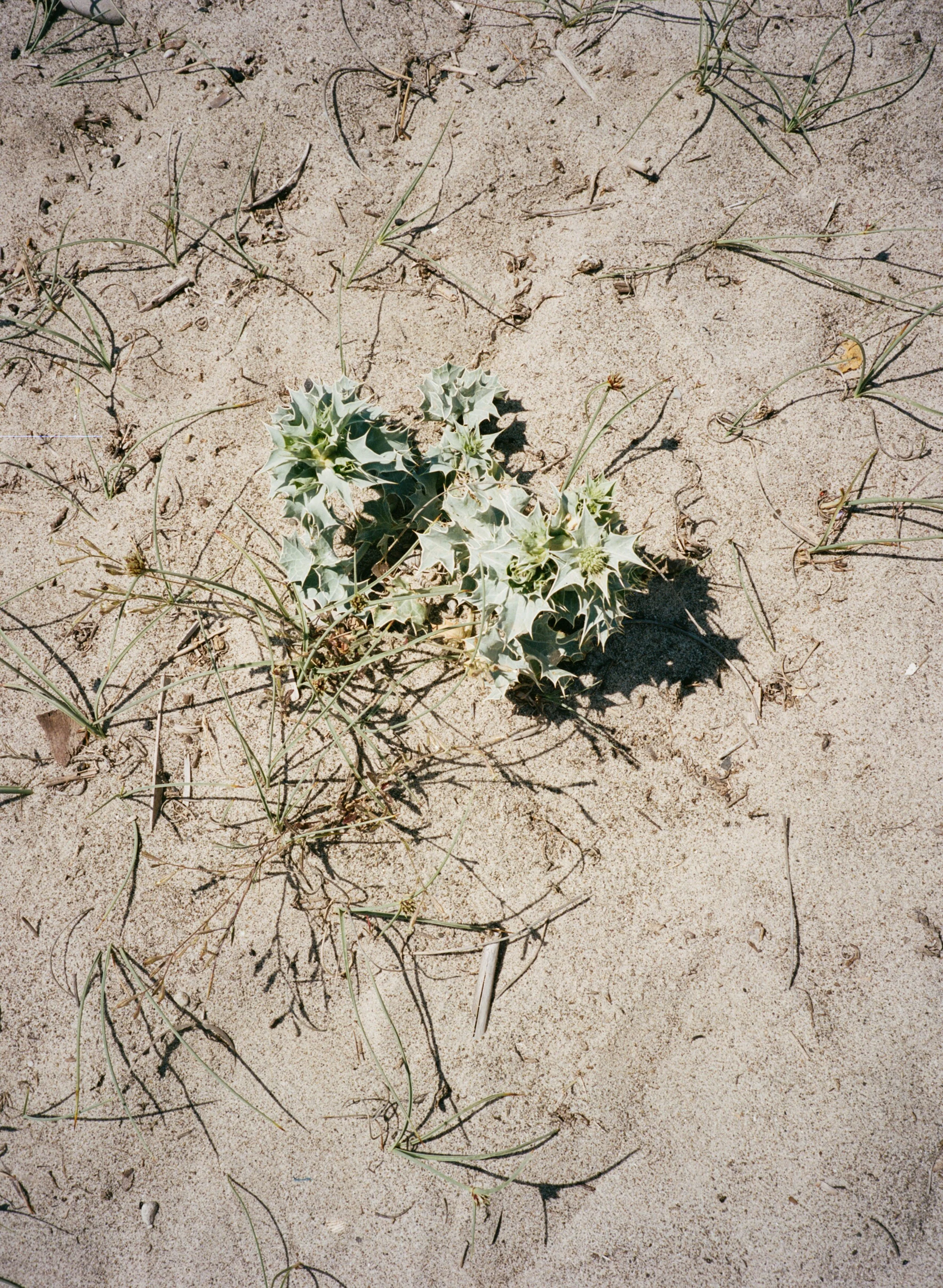 VillaCatalfamo_Analog_RoschattAnna-19.jpg