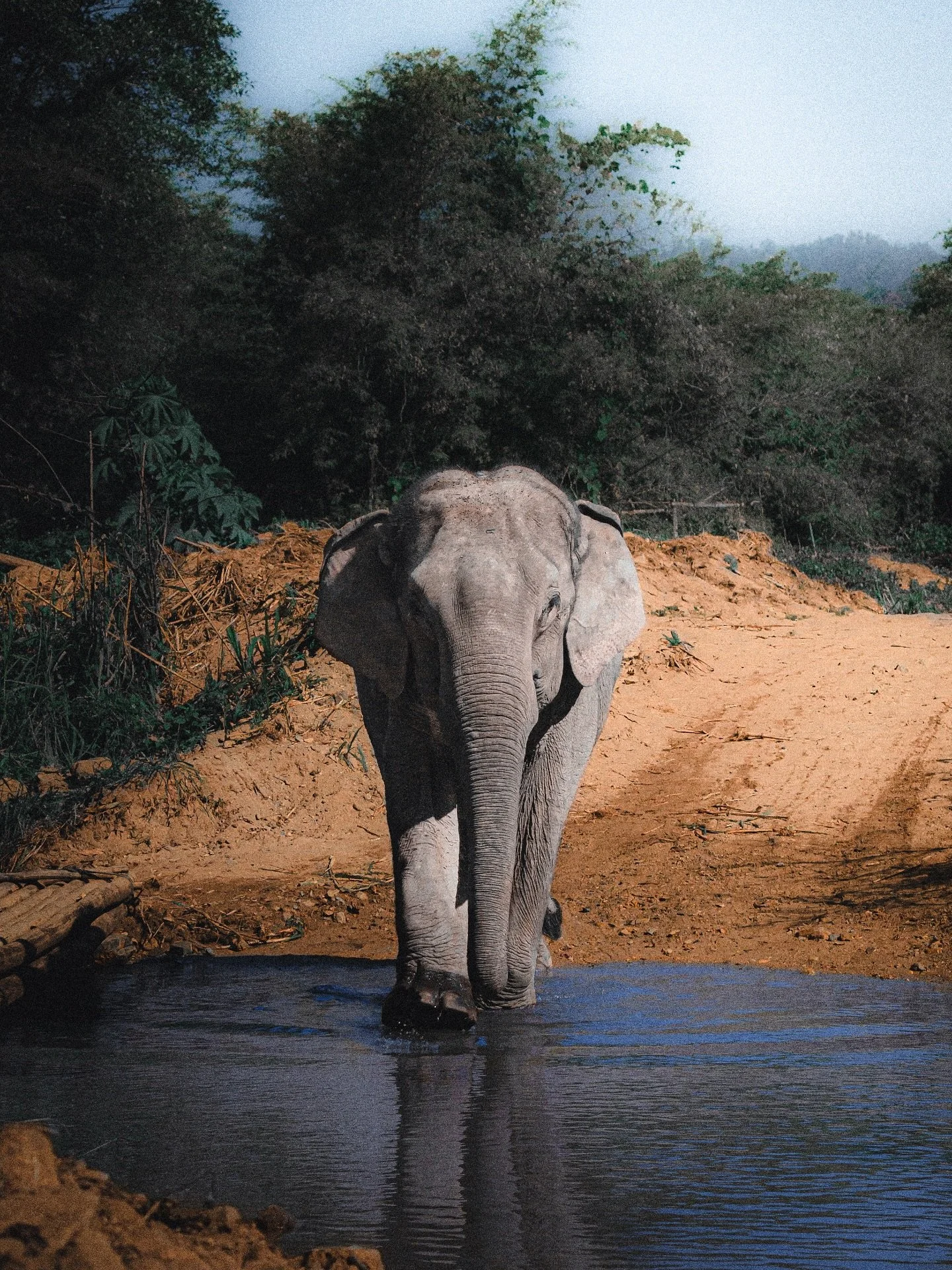 Na Tail&acirc;ndia, o elefante &eacute; mais do que um animal, &eacute; alma nacional.
S&iacute;mbolo de realeza, sabedoria e for&ccedil;a, ele habita os contos antigos, os templos dourados, e a bandeira invis&iacute;vel do esp&iacute;rito tailand&ec