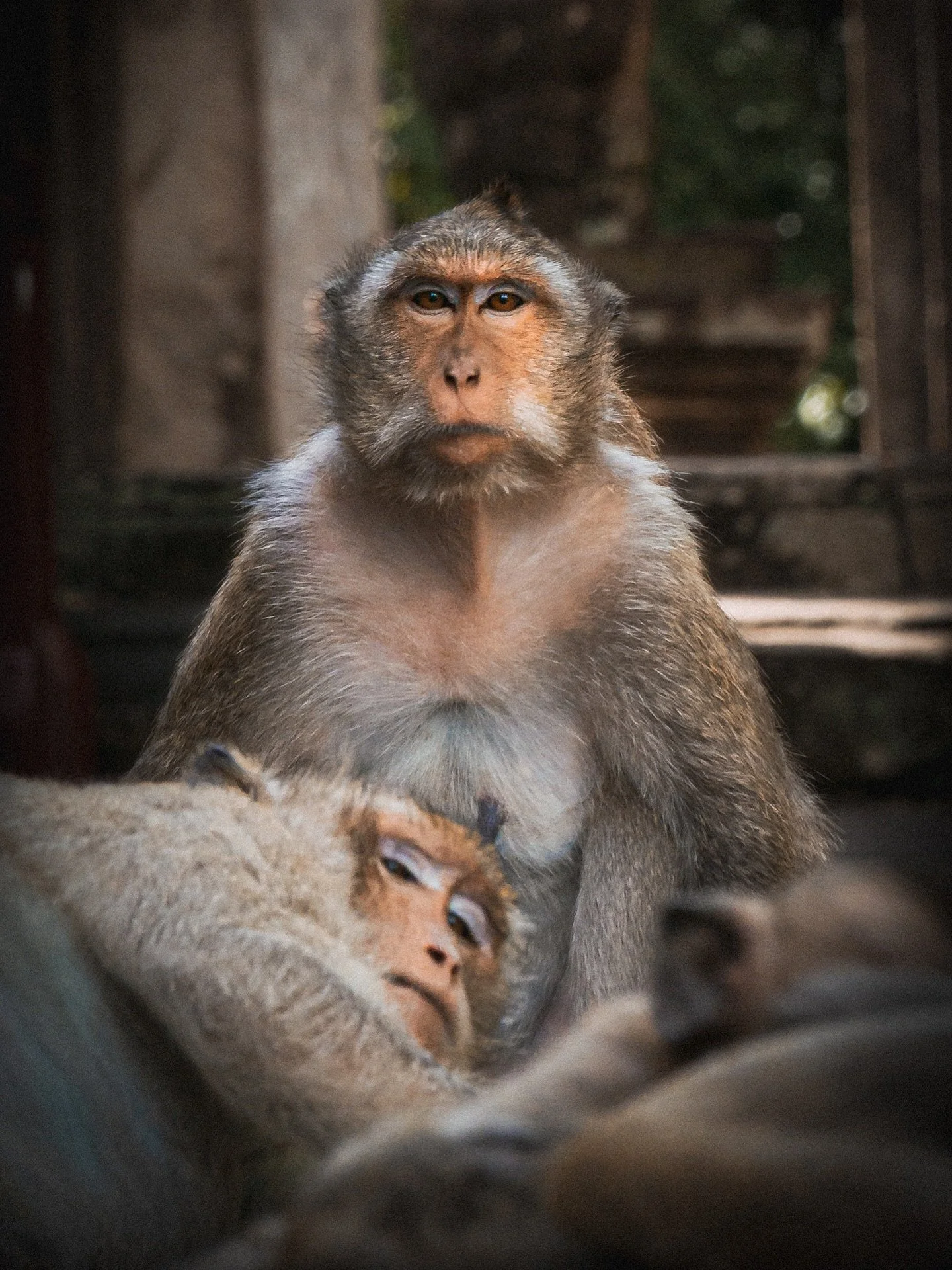 Wild monkeys 🐒 

.
.

.

#wildphotography #wildphoto #wildmonkey #monkey #shotonlumix #natgeoyourshot