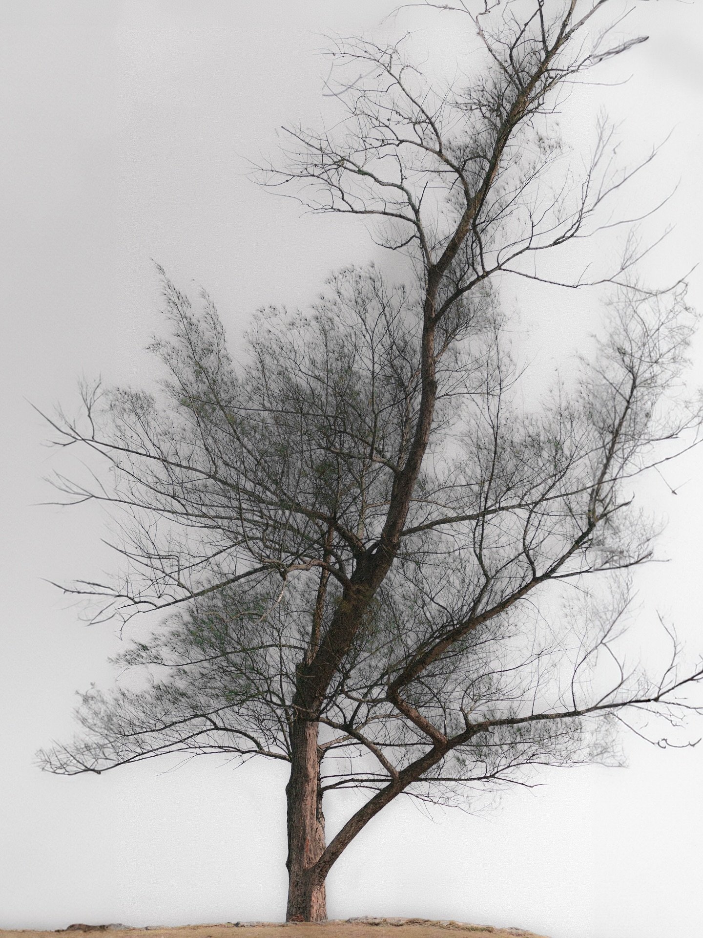 A gente olha pra natureza como se fosse outra coisa.
Outro ser, outro lugar.
Mas n&atilde;o tem &ldquo;n&oacute;s&rdquo; e &ldquo;ela&rdquo;.
Somos o mesmo.
Desconectar &eacute; ilus&atilde;o.
A gente &eacute; natureza tentando lembrar que &eacute;.
