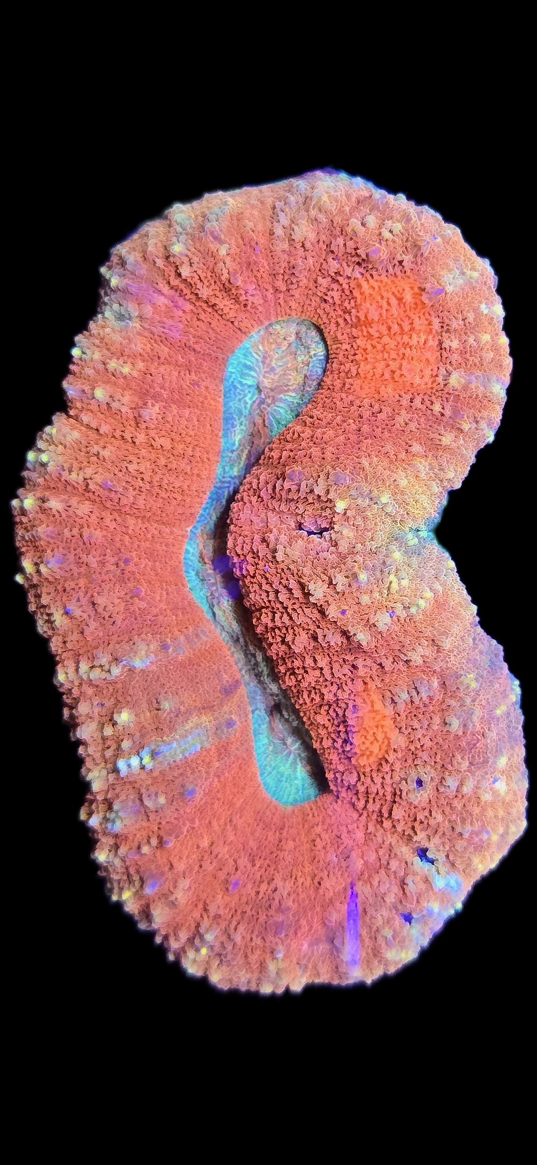 Pastel Inferno Lobo Coral