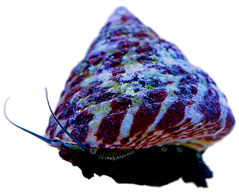 trochus snail.png