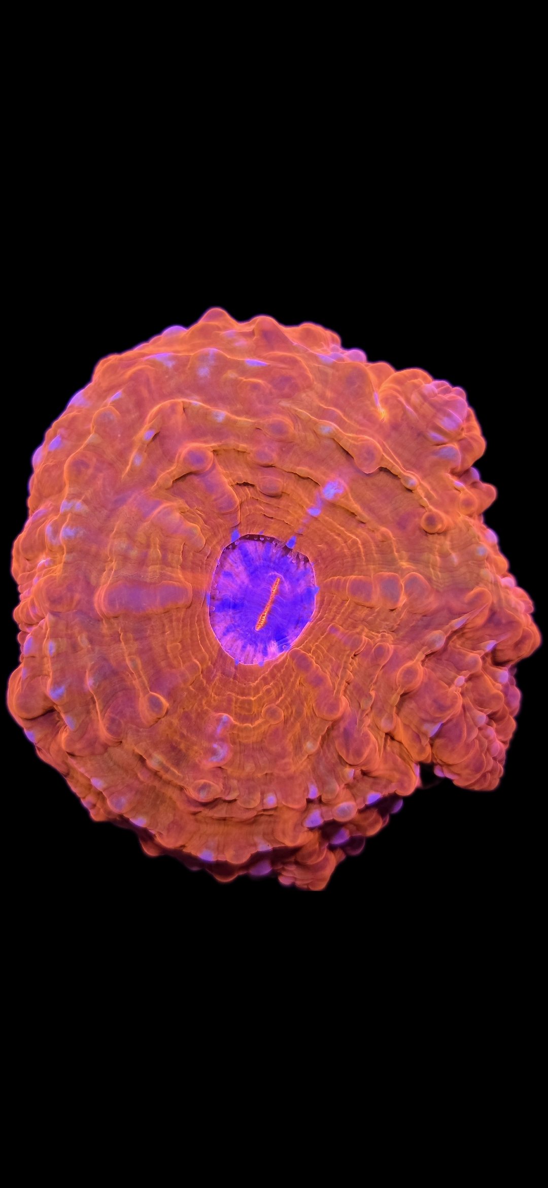 Insane Cynarina Coral