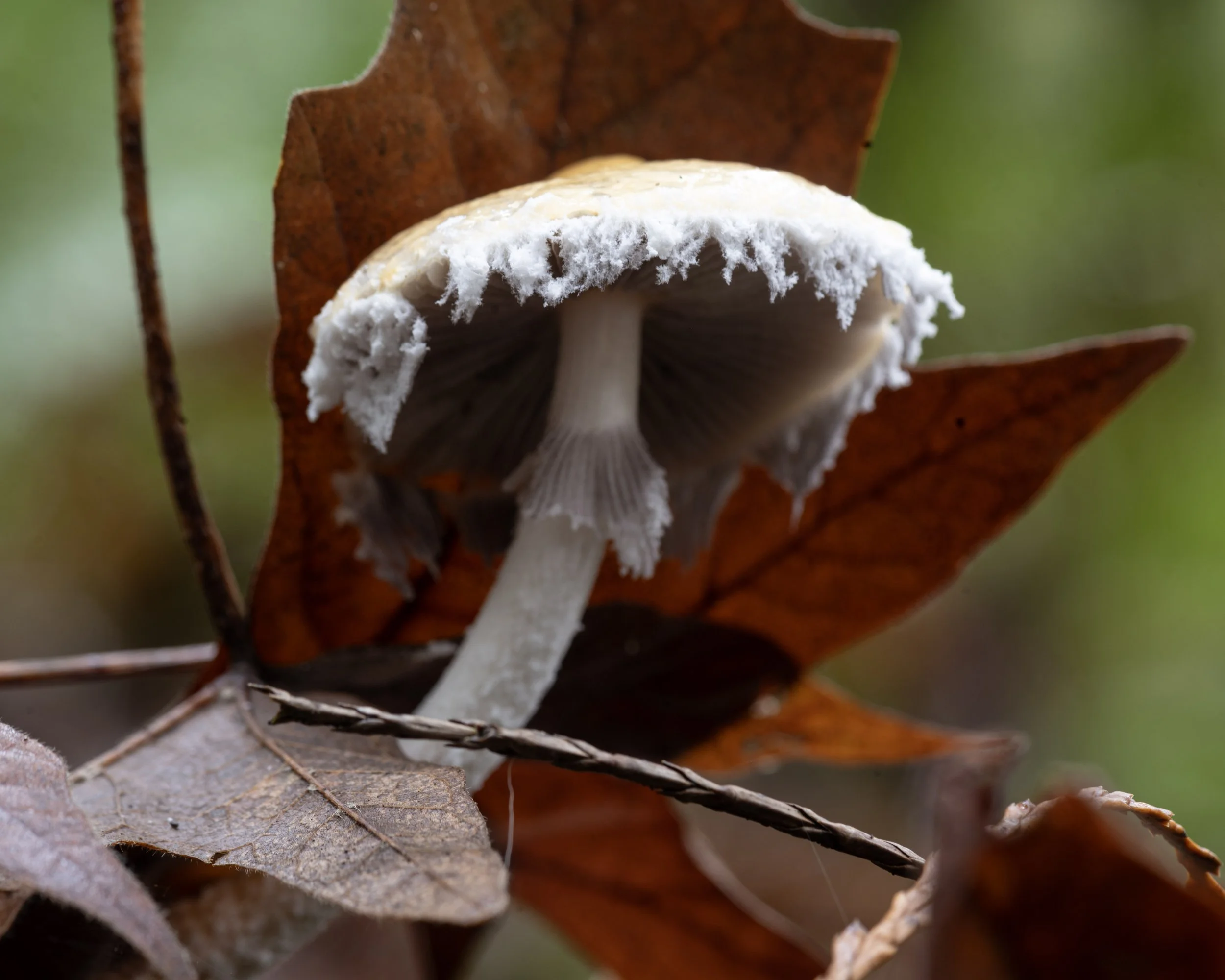 questionable stropharia copy - dan_meuse@yahoo.com.jpg