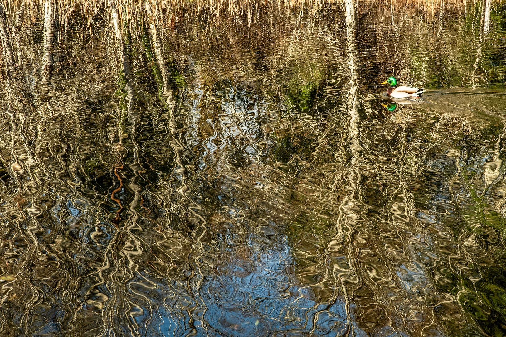 mallard - Bob Haft.jpg