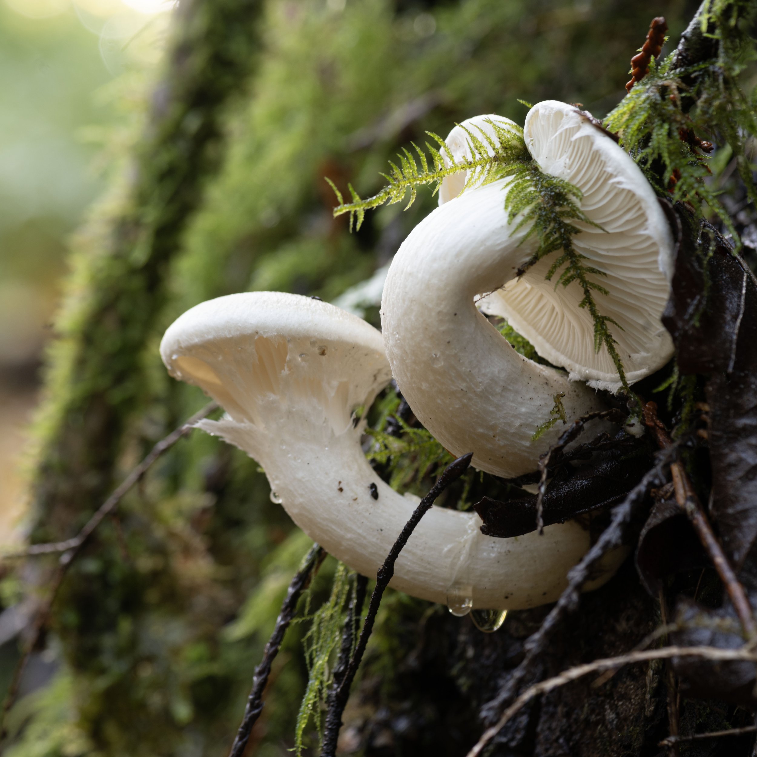 Stop #39 - Daniel Meuse