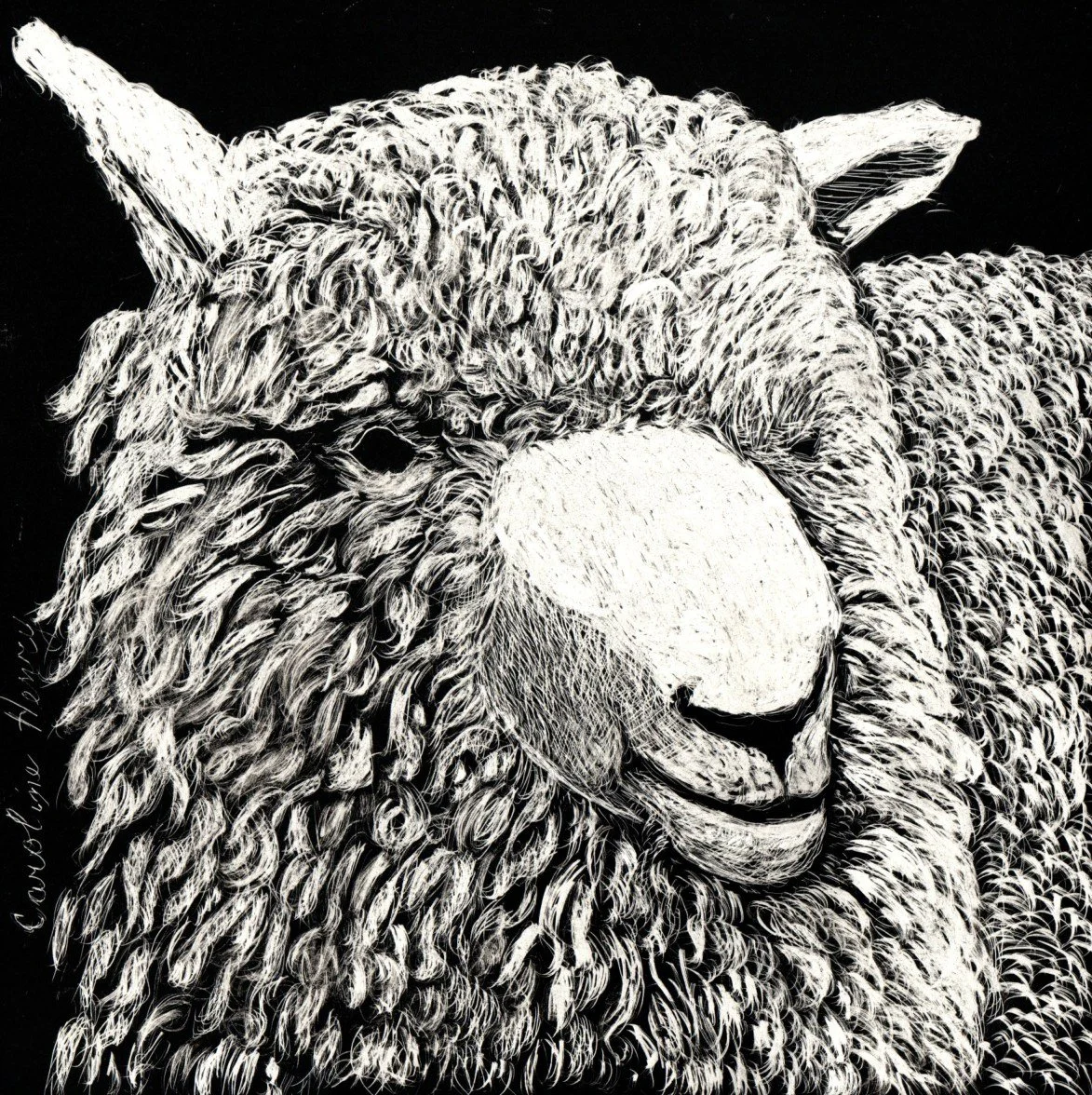 Sheep from Lattin_s Farm - Caroline Henry.jpg