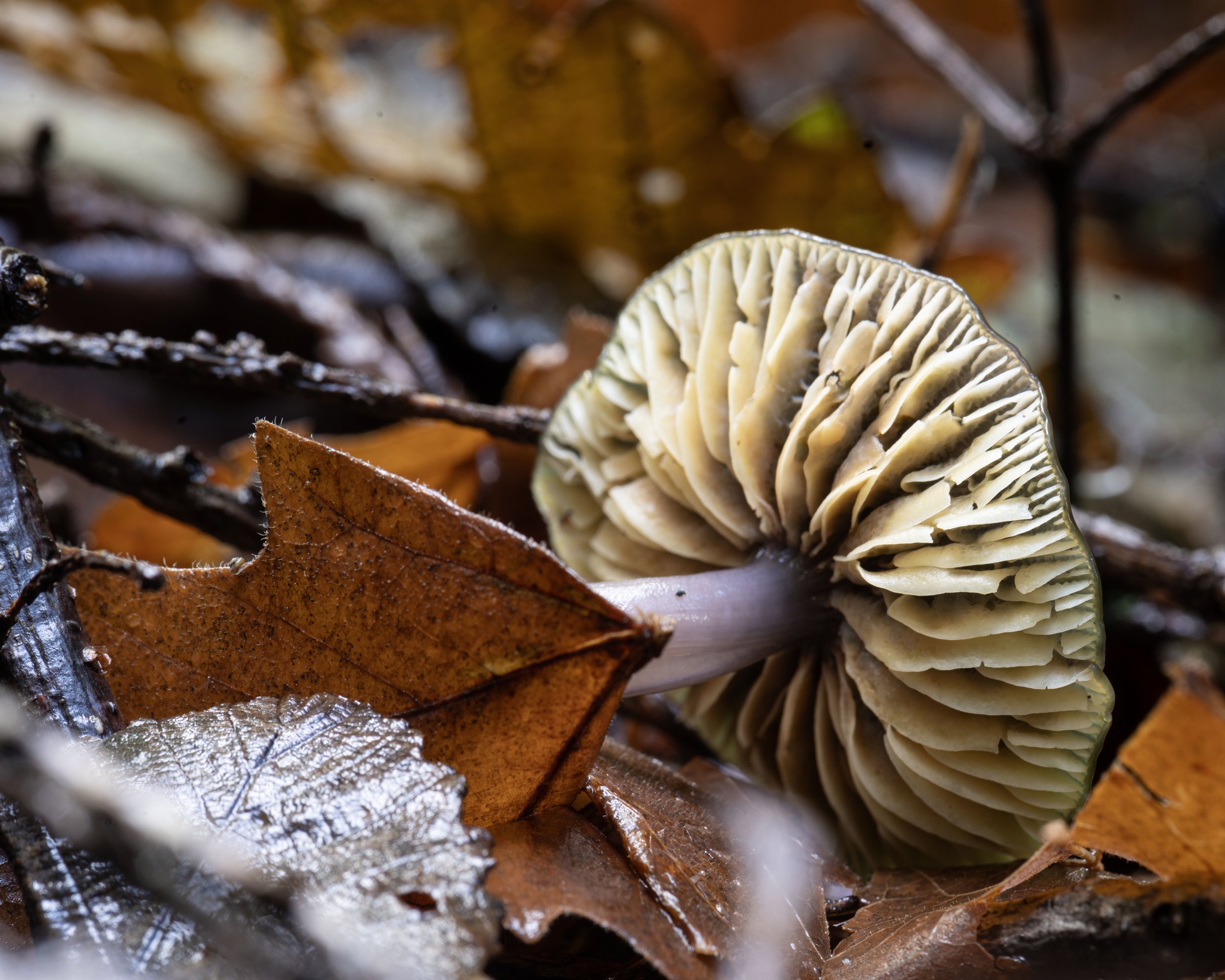 decay - dan_meuse@yahoo.com.jpg