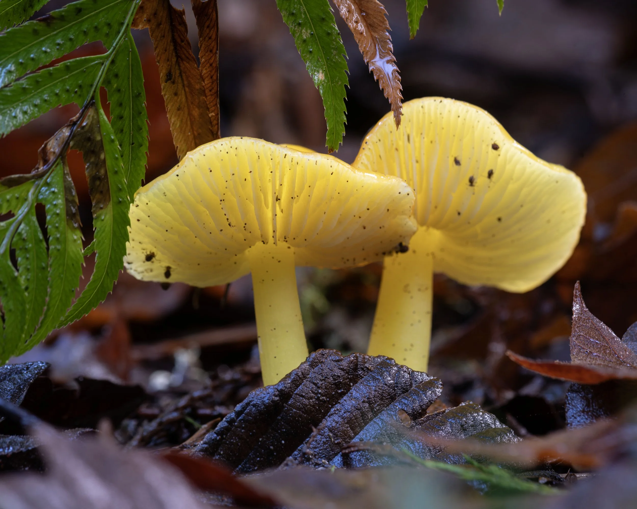 two golden waxcaps - dan_meuse@yahoo.com.jpg
