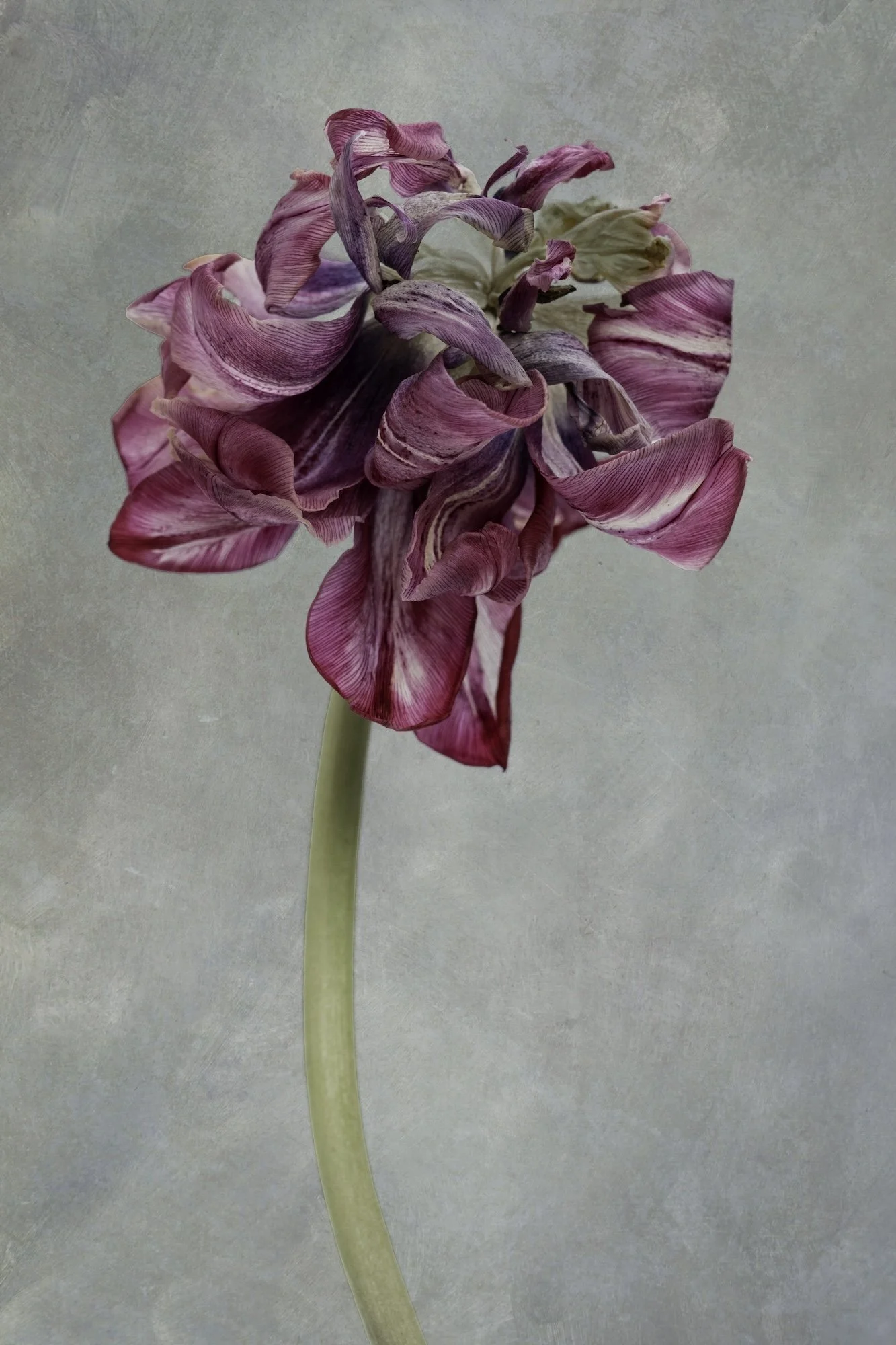 DSCF5643-Edit copy - Lynn Helbrecht.jpg