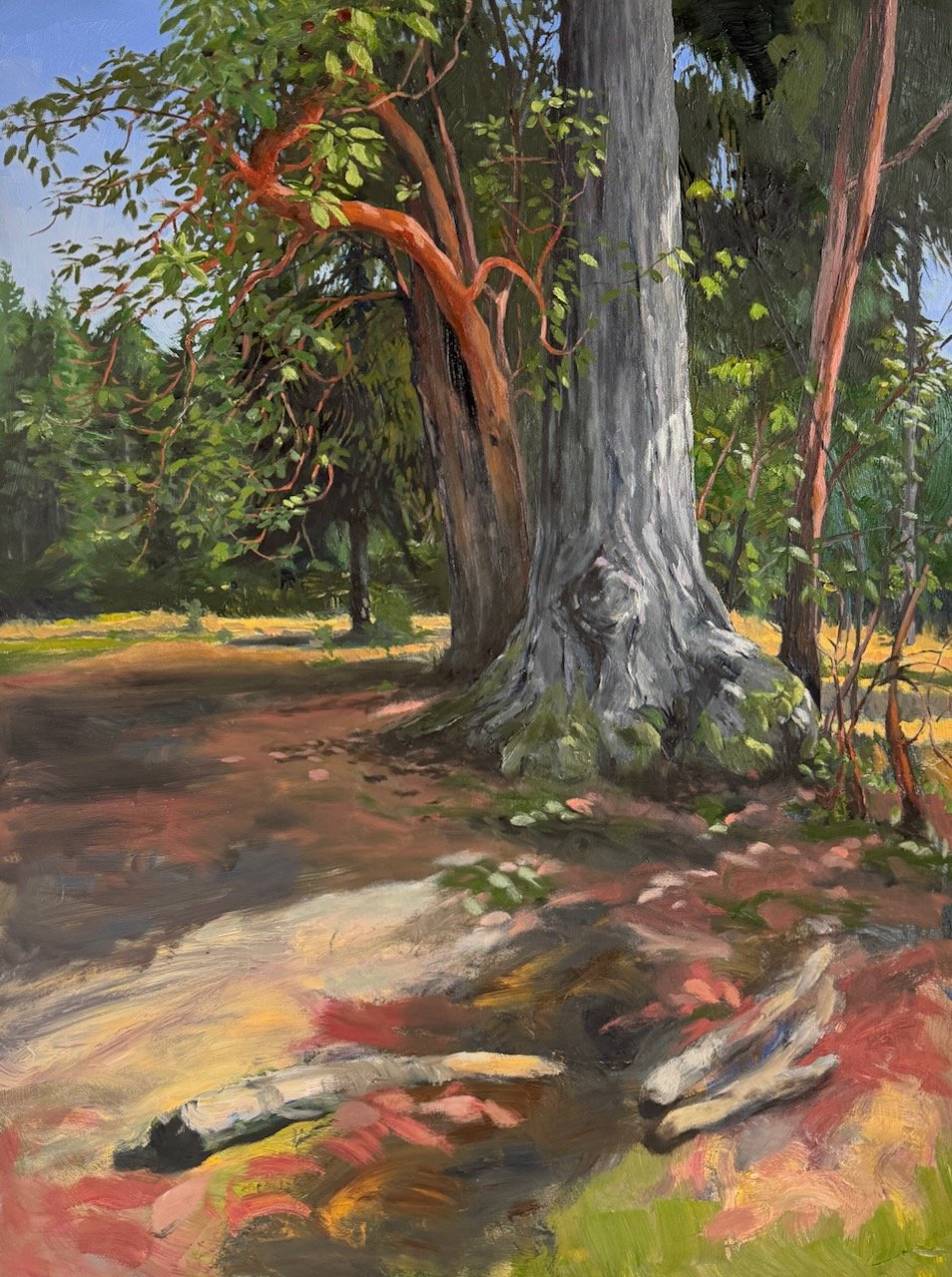 Big Fir and Madronas - Parker MacCready.jpeg