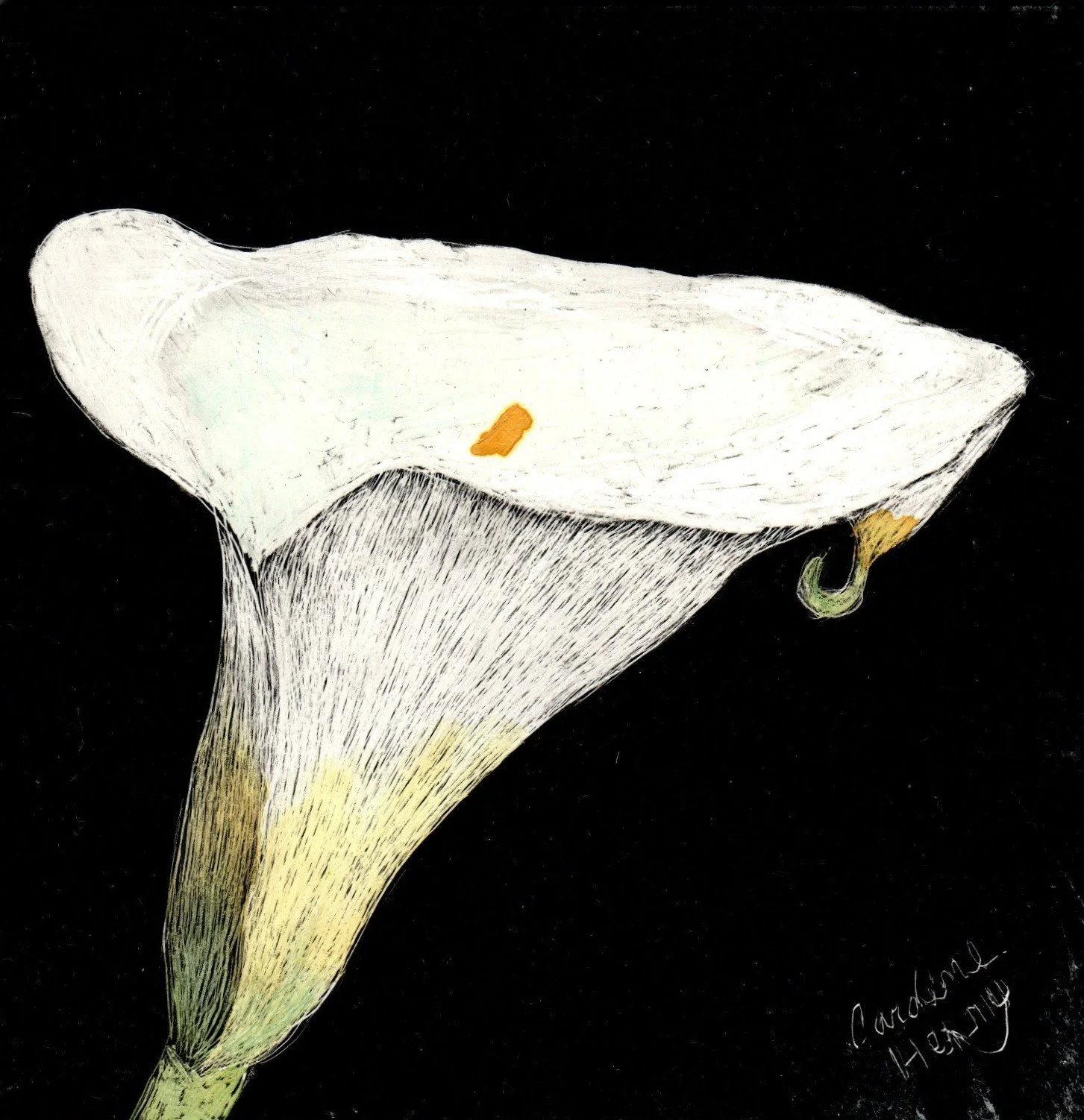 Calla Scratchboard - Caroline Henry.jpg