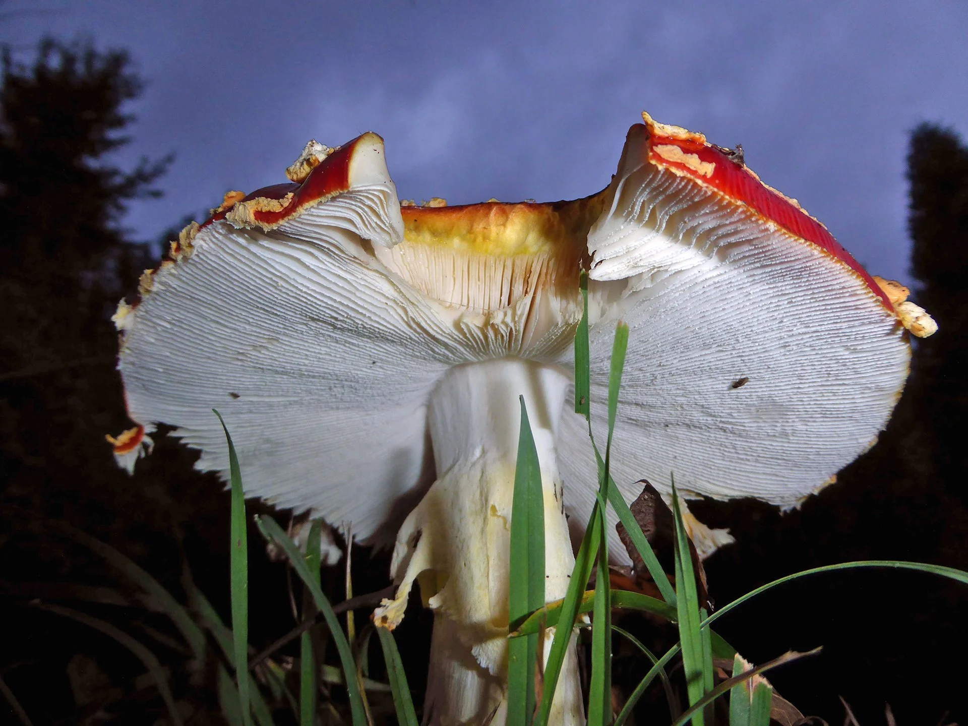 amanita - Bob Haft.jpg