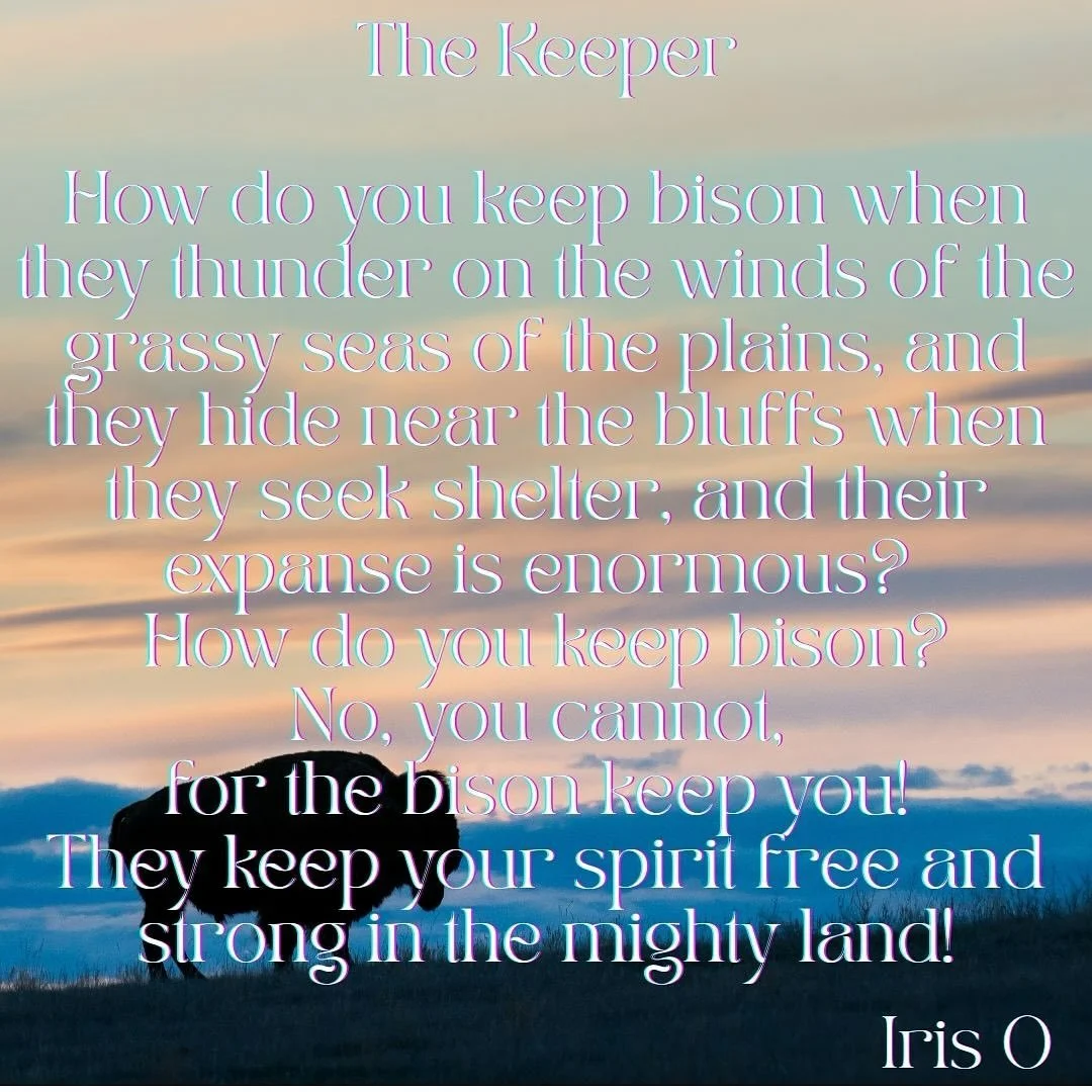 #plainsbison #prairies #expanse #thunderinghooves #power #freedom #poetsofinstagram