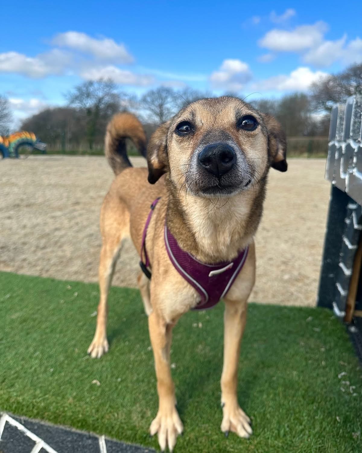 A special girl in need of a special home ❤️🐾 Sheyla is with @manytearsrescue via @warpawsrescue and here is her story: 

Sheyla is around 5 years old, she initially arrived with us over 9 months ago after being rescued from war torn Ukraine, where s