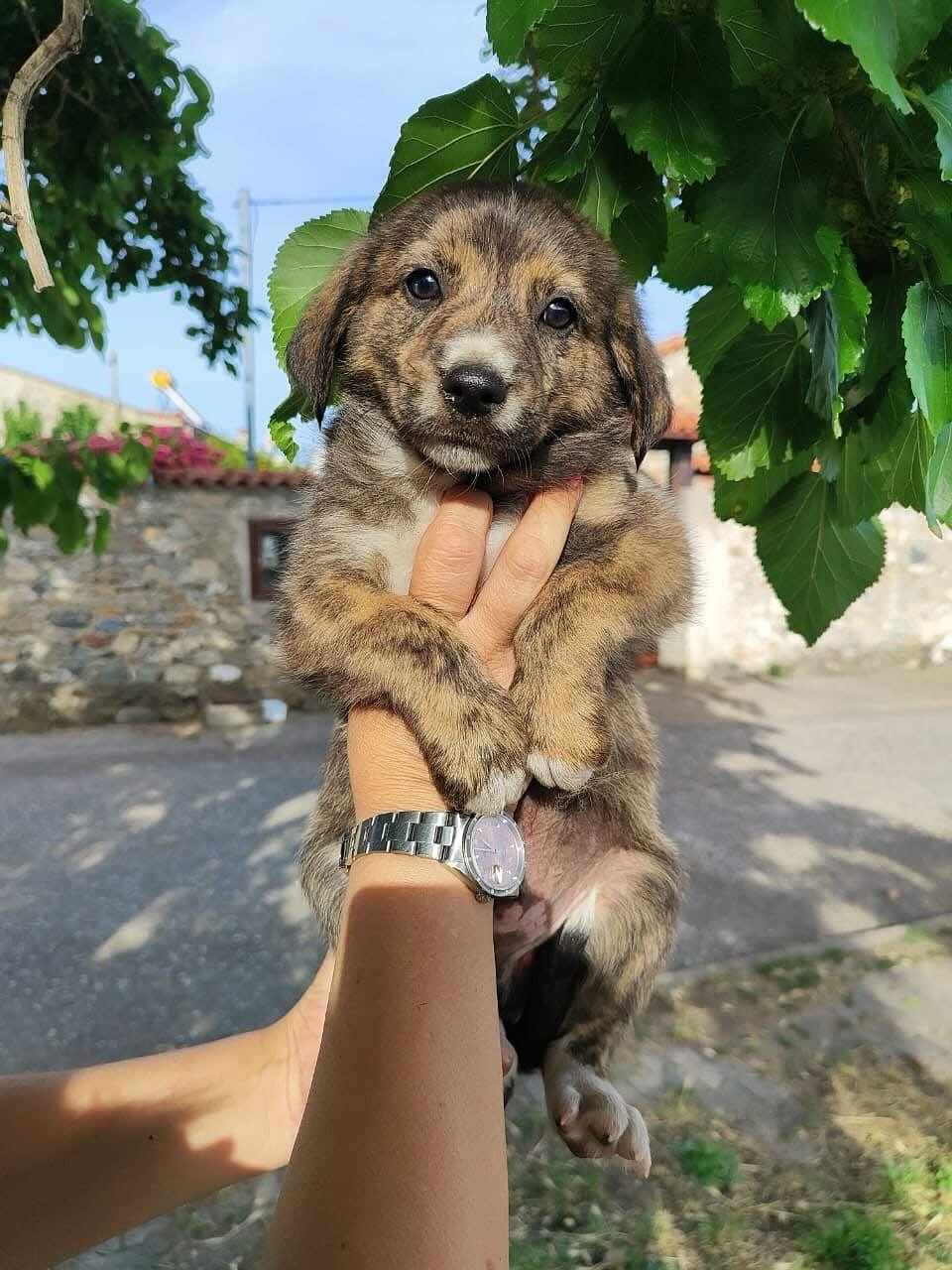 These gorgeous puppies and their mom are URGENTLY looking for foster or adoption! ❤️🐶

They&rsquo;ve been found by @androsanimalshelter but they do not have capacity to take them in, so they are at risk in an area known to be dangerous for strays. H