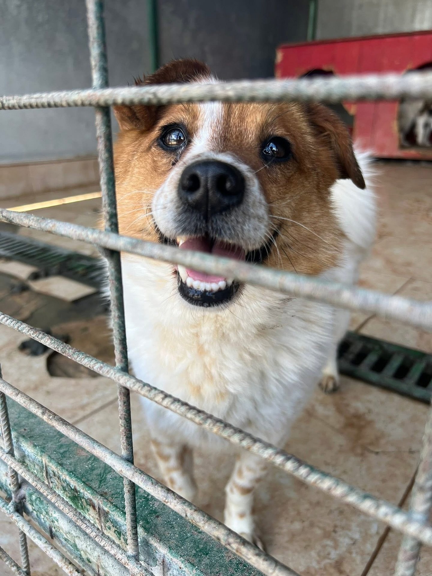 Hard truth time: without your help, these dogs make not make it 💔

While we try to keep this page relatively positive, the brutal reality of the stray dog crisis must also be acknowledged. 

All of these dogs are on death row in Romania. Luckily, @c