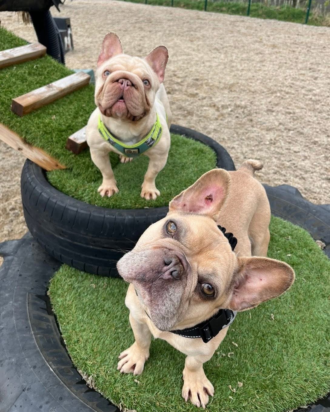 Any frenchie lovers out there? 🥰🙋&zwj;♀️

This gorgeous pair has spent 5 months waiting @manytearsrescue for their forever homes 🥺

Hella💕
* A 2 year old lovable, affectionate, cheeky girl 
* Walks wonderfully on harness &amp; lead
* Favourite th