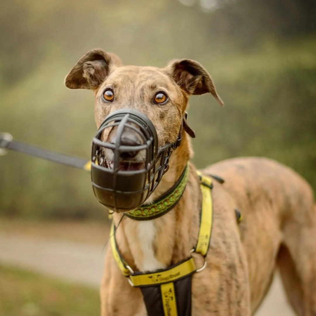 A great reminder from @dogstrust ❤️👇

Sadly, dogs wearing muzzles can take longer to find homes, as there is a stigma around them 😔 We want more people to understand how muzzles are an important tool in certain situations.

Meet some Kenilworth poo