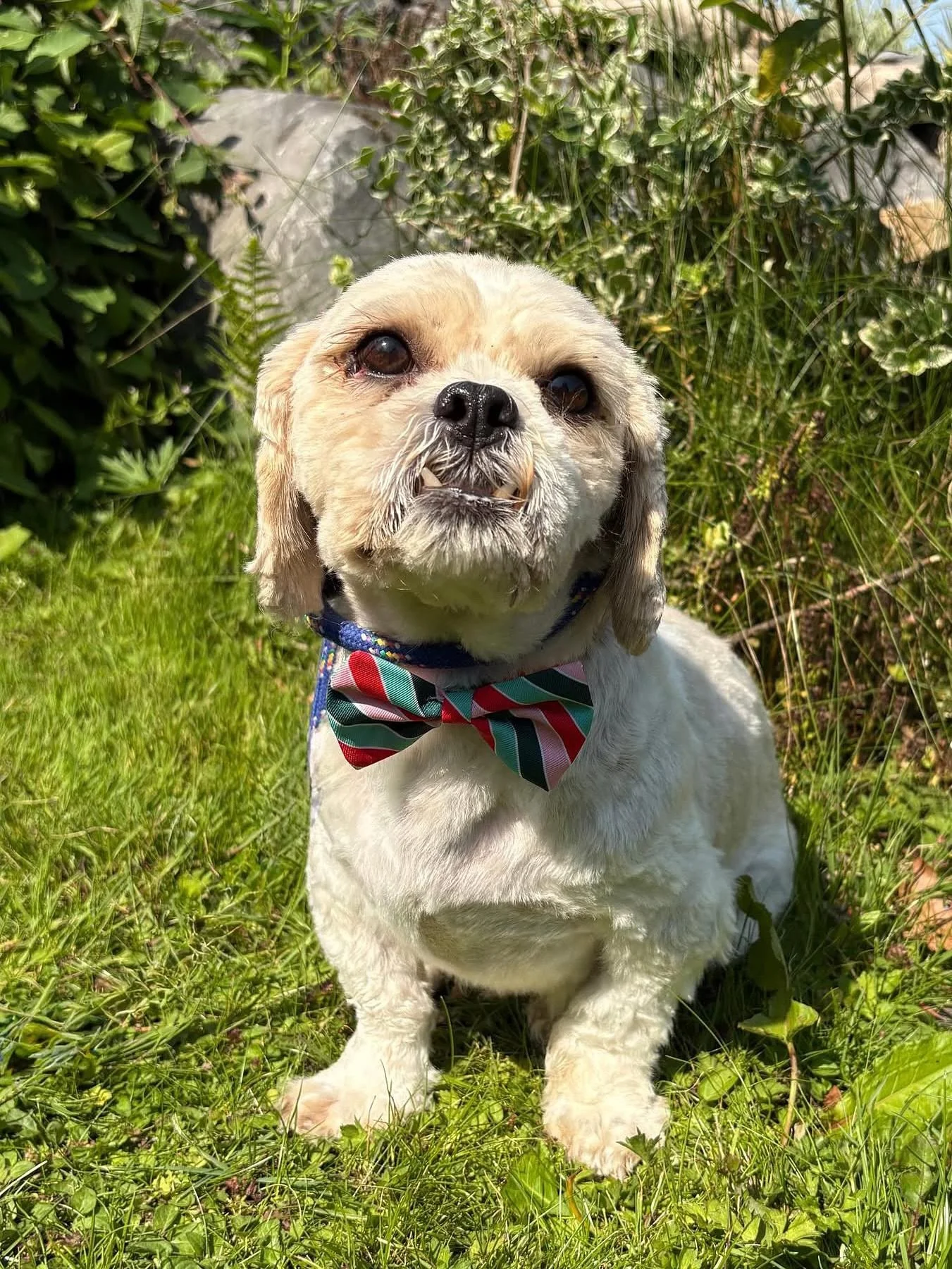 Are you a woman looking for your soulmate dog? Then look no further ❤️

Benji is with @manytearsrescue and here&rsquo;s his introduction:

Hi everyone. My name is Benji and I&rsquo;m looking for my soulmate .. can anybody help me? 🥺❤️

I&rsquo;m 7 y