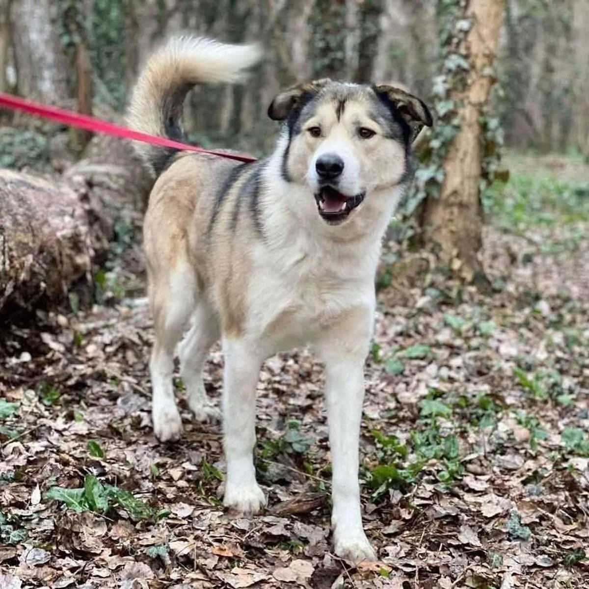 All of these pups (and so many more!) are being offered at a reduced adoption fee with @savelifeshtip ❤️ if you were waiting for a sign that now is the right time to adopt, this is it 😉

Check out all their incredible dogs looking for forever homes: