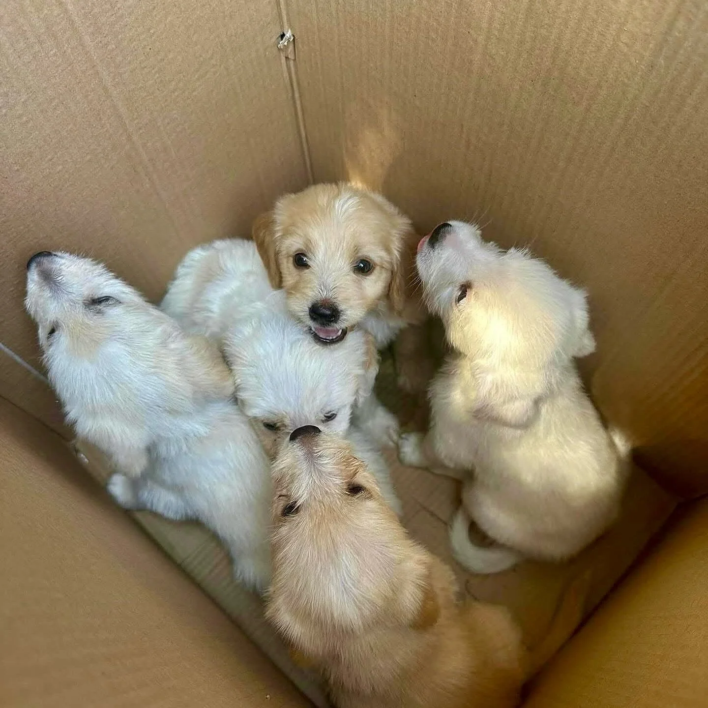 Say hello to some of beautiful residents of @thesoudashelterproject some new some old ❤️

All of these amazing dogs are or will be up for adoption to the UK/EU. I can vouch for the love these dogs receive in the shelter and what you see (happy dogs) 